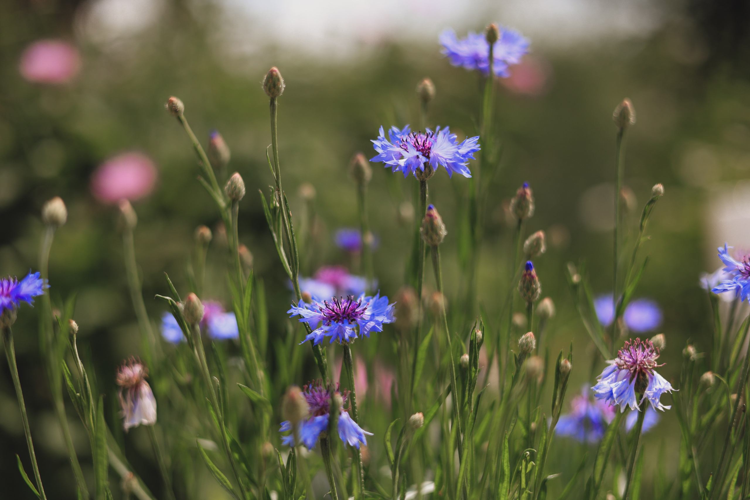 СТРИТ И ПРИРОДА. Репортажный фотограф Наталья Лапцевич