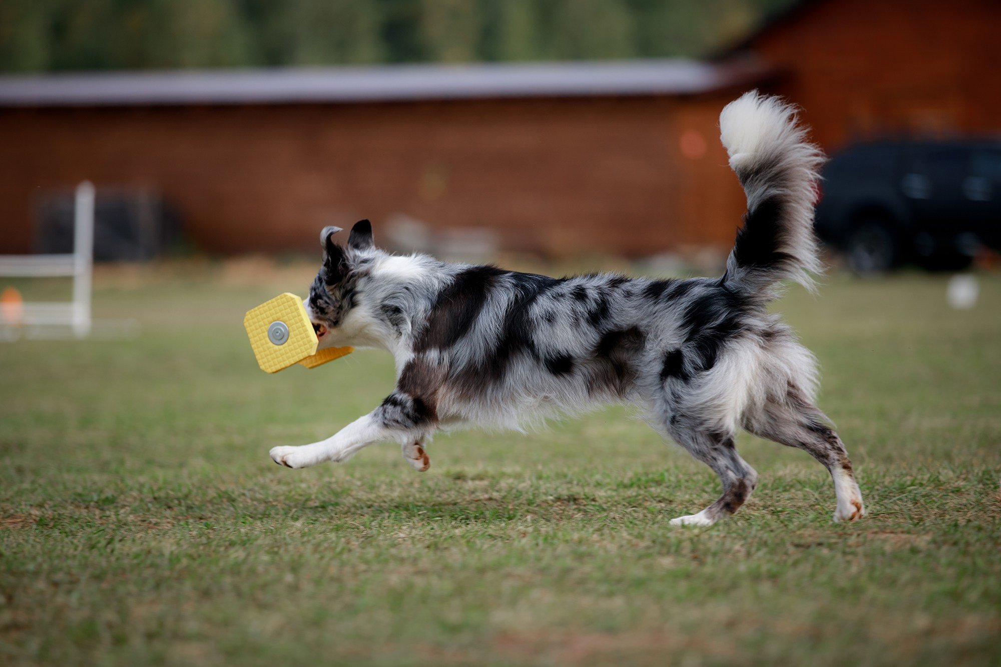 Лагерь по ОБД с Инной Баженовой. Фотограф-анималист Mary Mart — Москва, Питер
