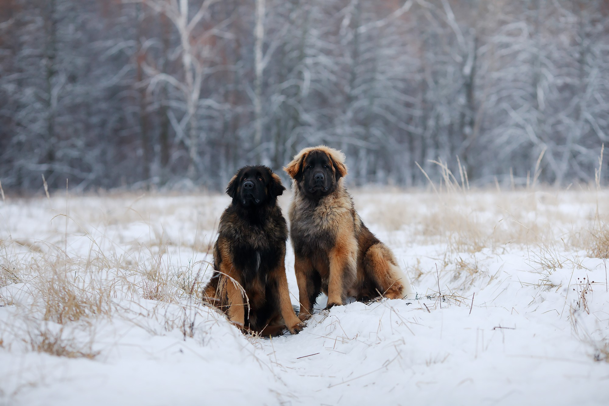 Леоненбергеры. Фотограф-анималист Mary Mart — Москва, Питер