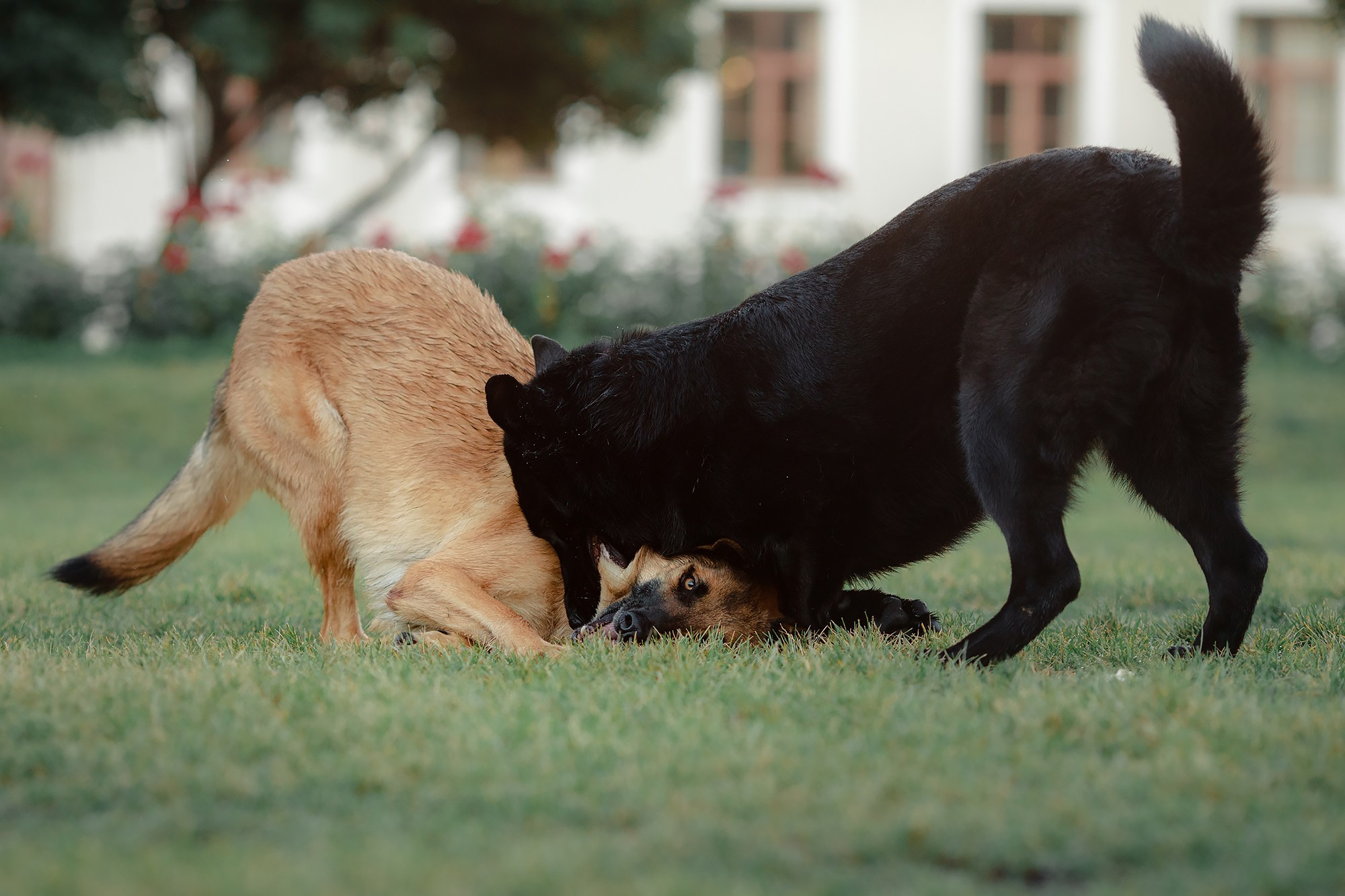 Алена, Кай и Мара. Фотограф-анималист Mary Mart — Москва, Питер