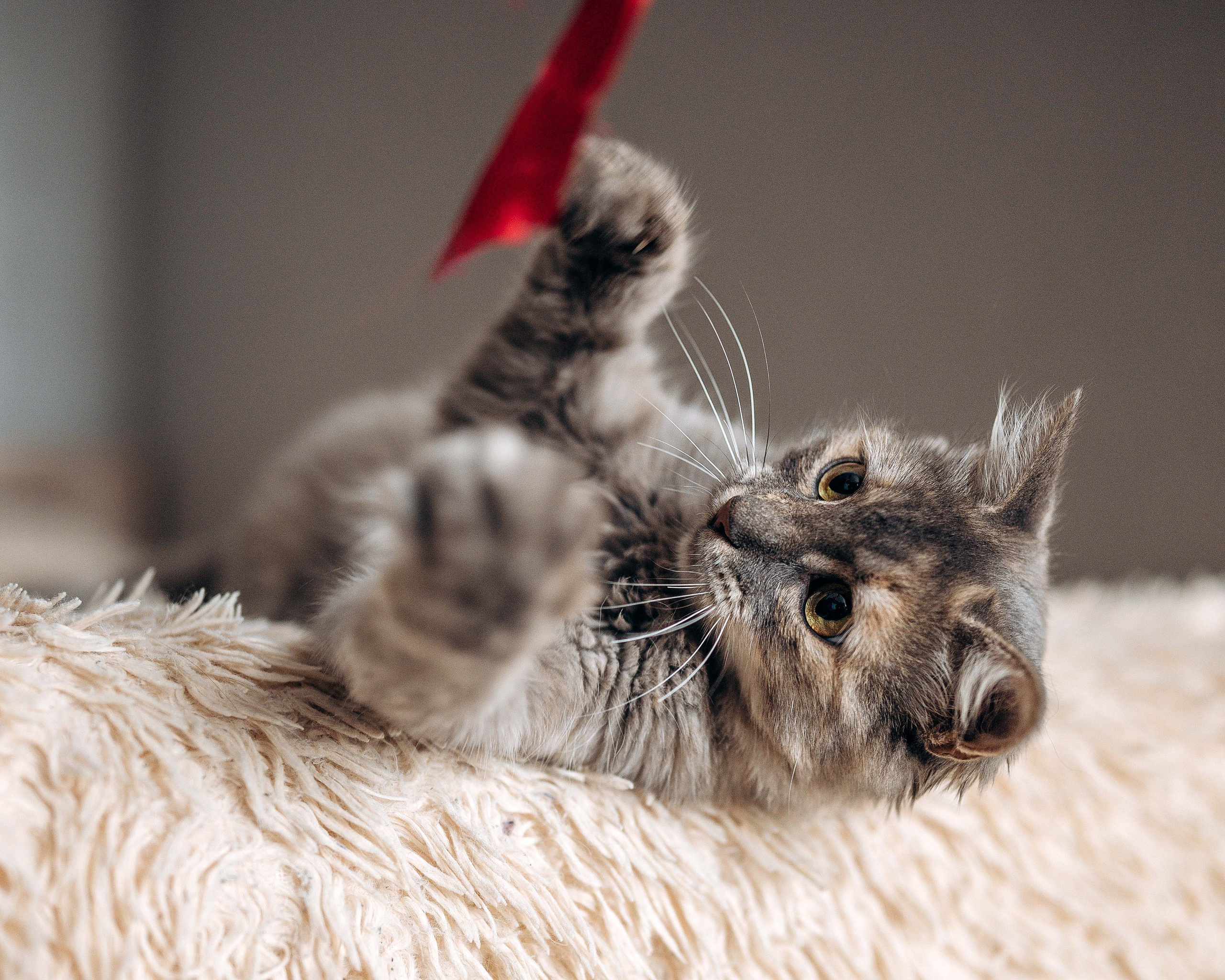 Животные. Фотограф Сочи-Краснодар