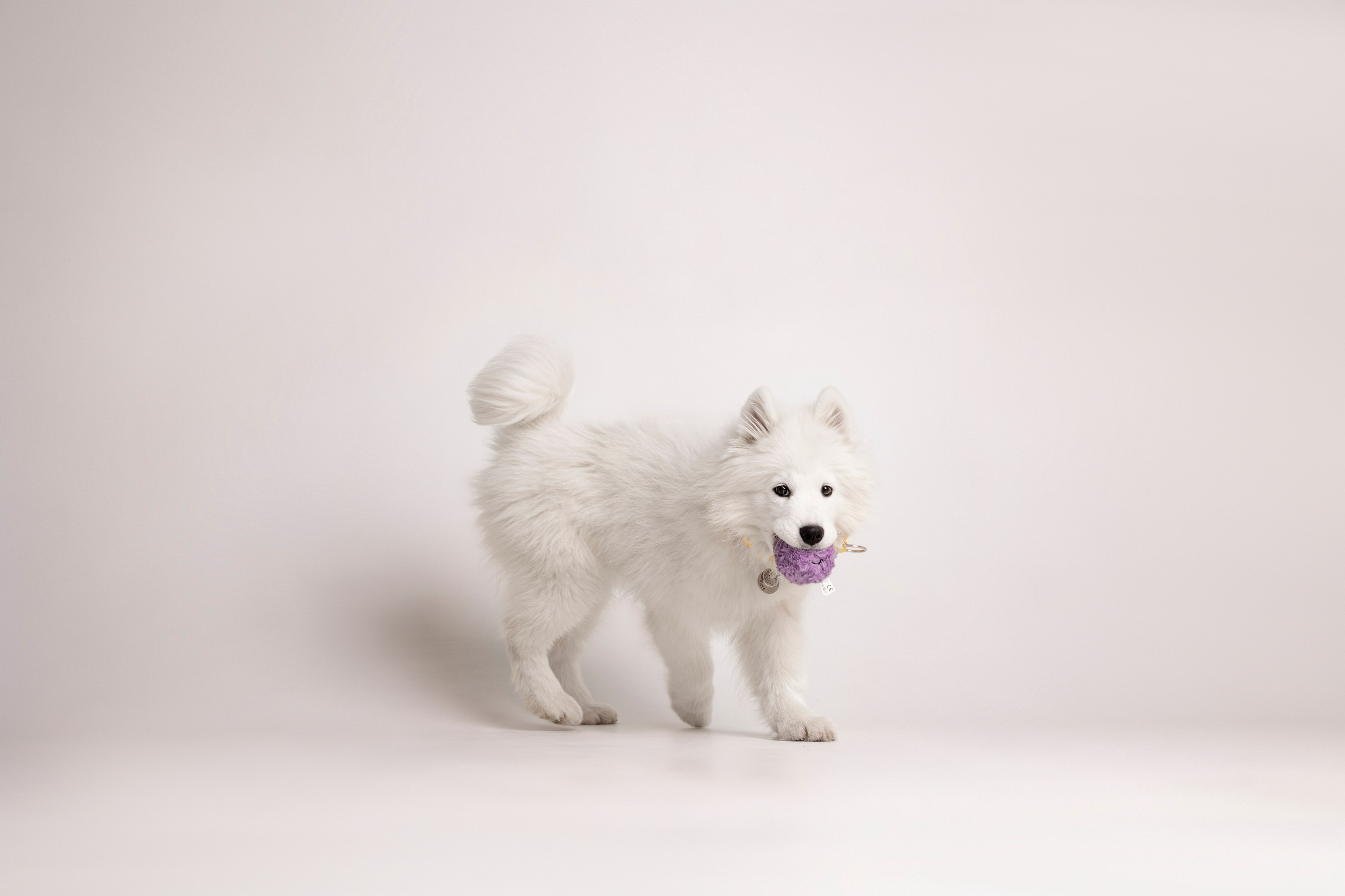 Кая и Даяна. Фотограф анималист в Москве Майорова Евгения