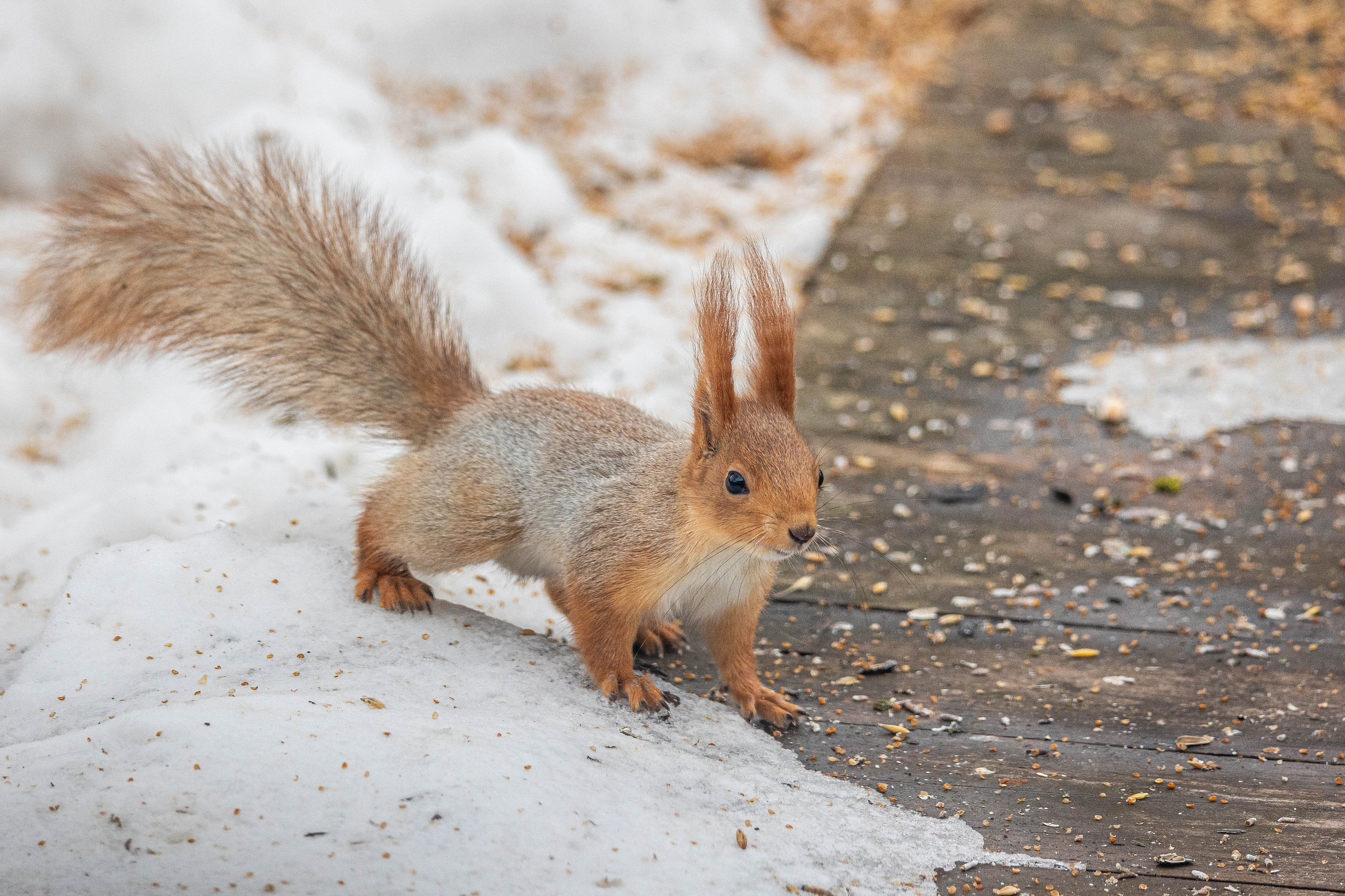 Дикий животный мир. Фотограф-АниМалист Анна Абрамова