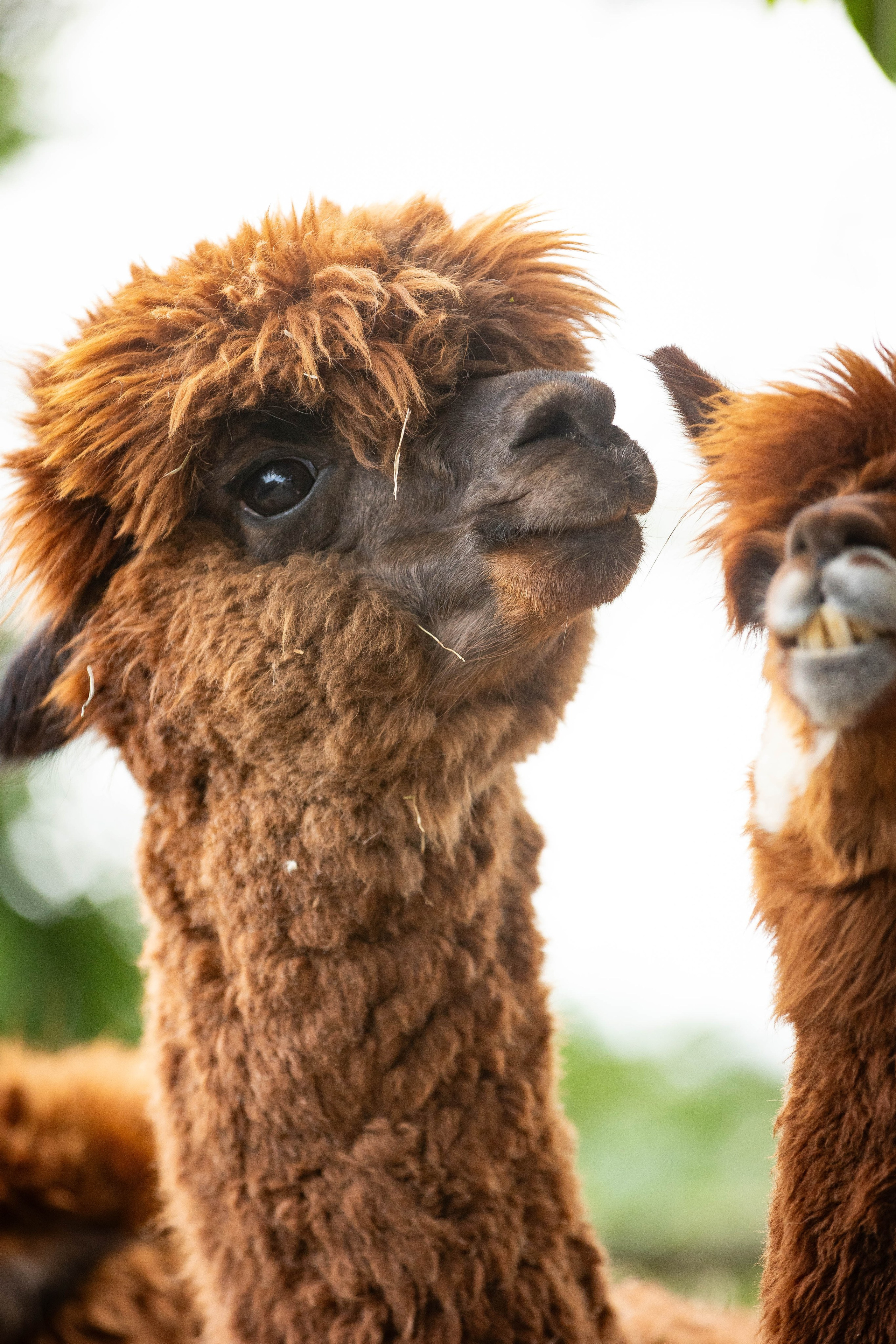 Зоопарк Малинки. Фотограф-АниМалист Анна Абрамова