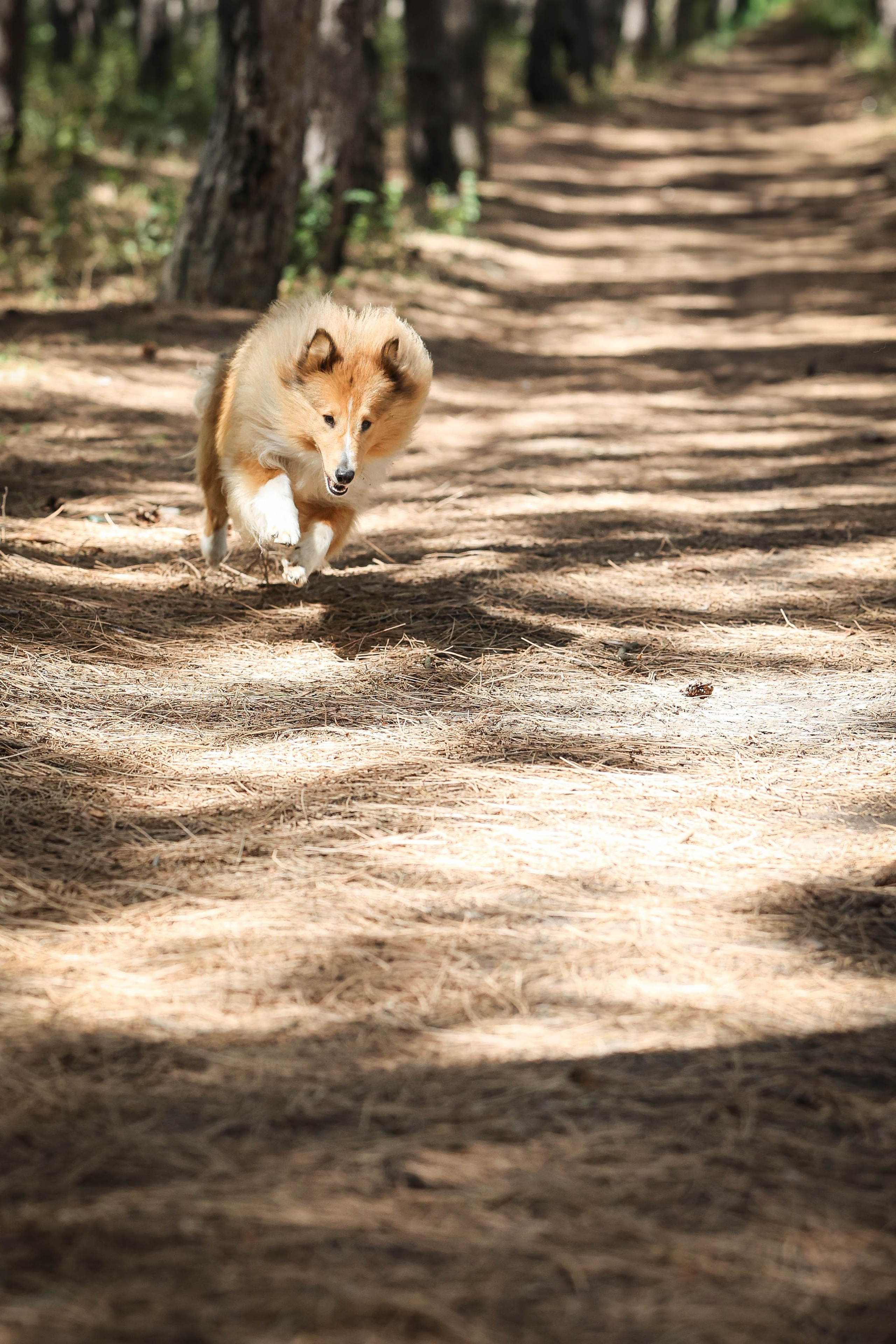 САРОЧКА В ЛЕСУ. Фотограф-АниМалист Анна Абрамова