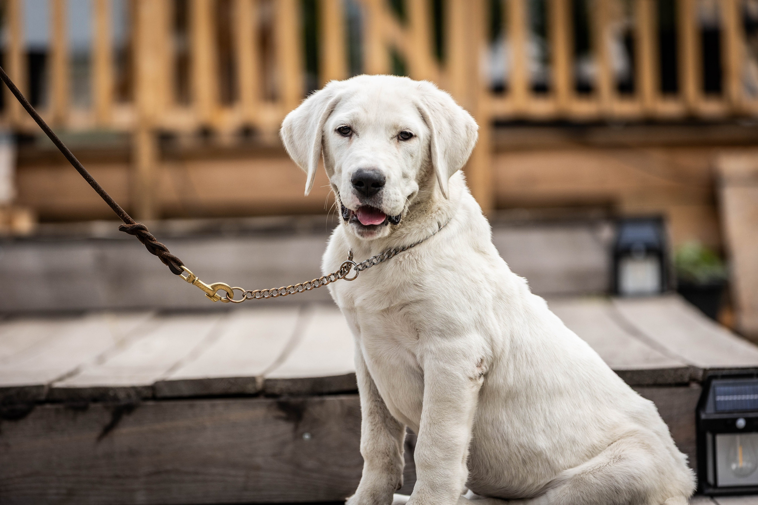 Иншала и Сирена. Фотограф-АниМалист Анна Абрамова