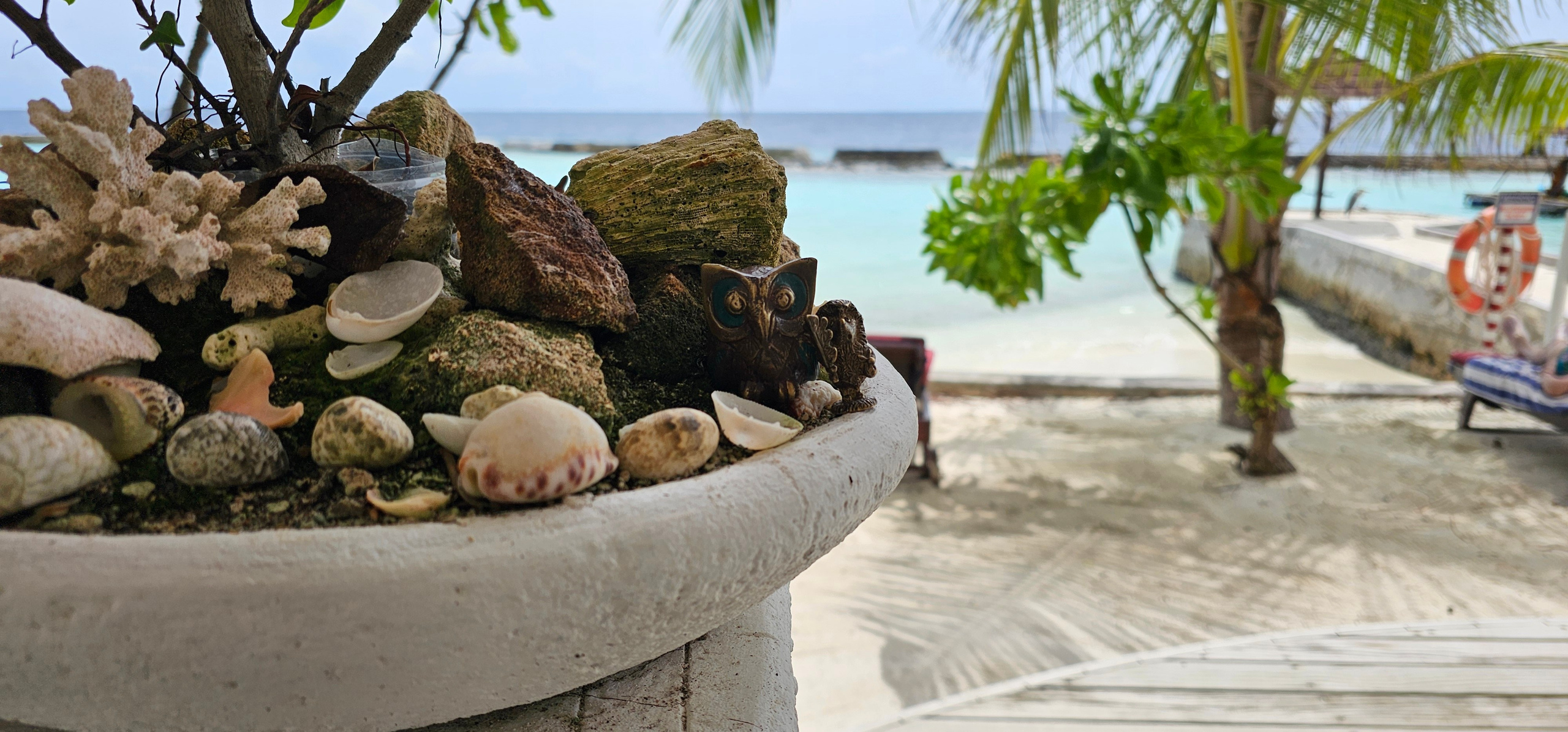 Ёжик и сова. Фотографии