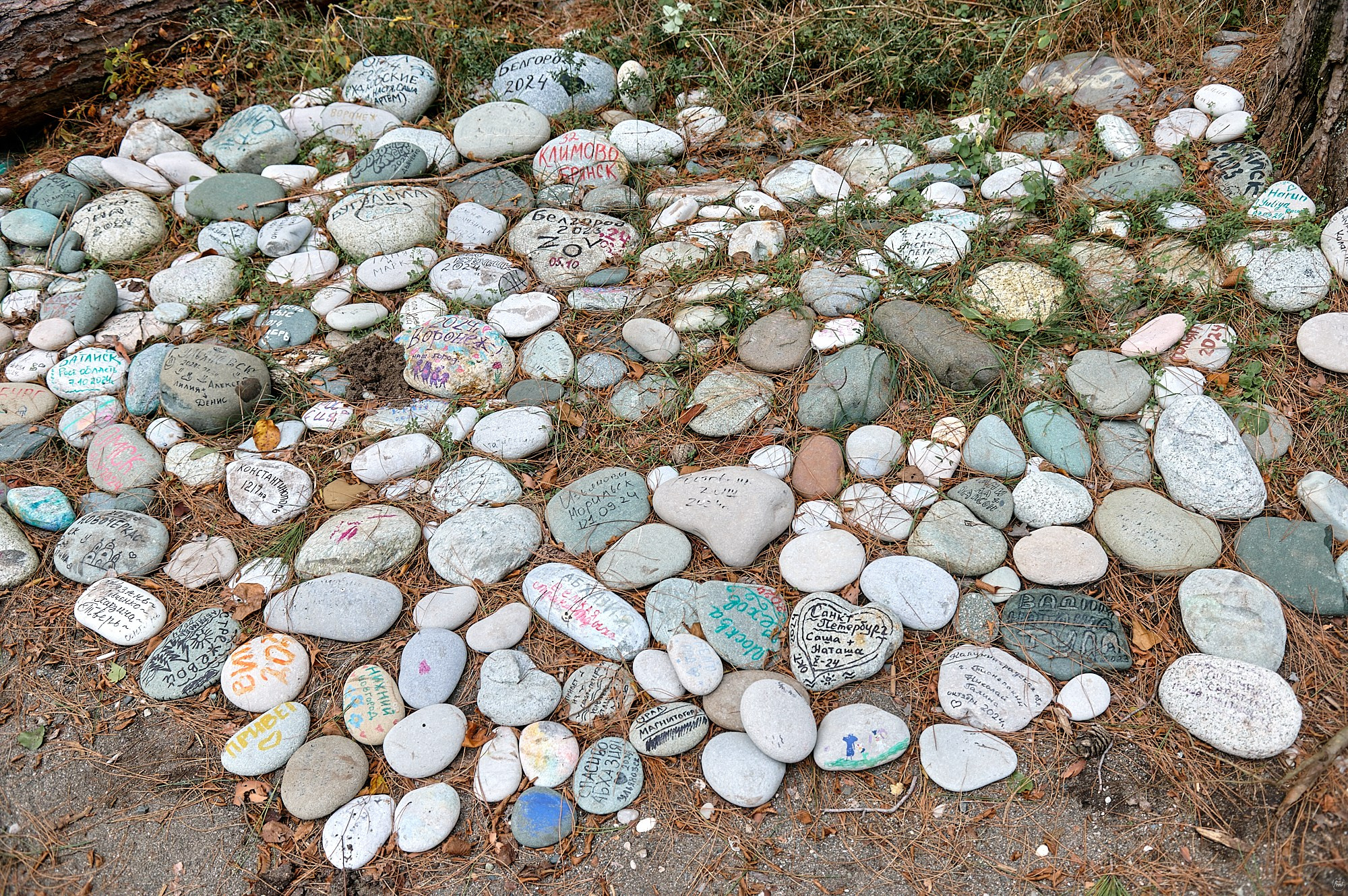 Пицунда, Абхазия. Декабрь 2024. Фотографии отовсюду и обо всем