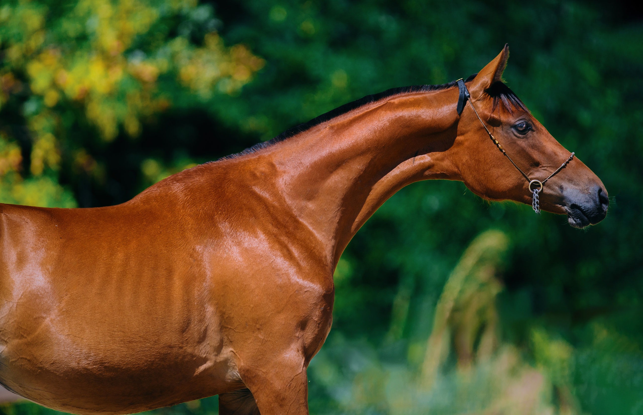 На природе. Фотограф-анималист Ксендзова Кристина