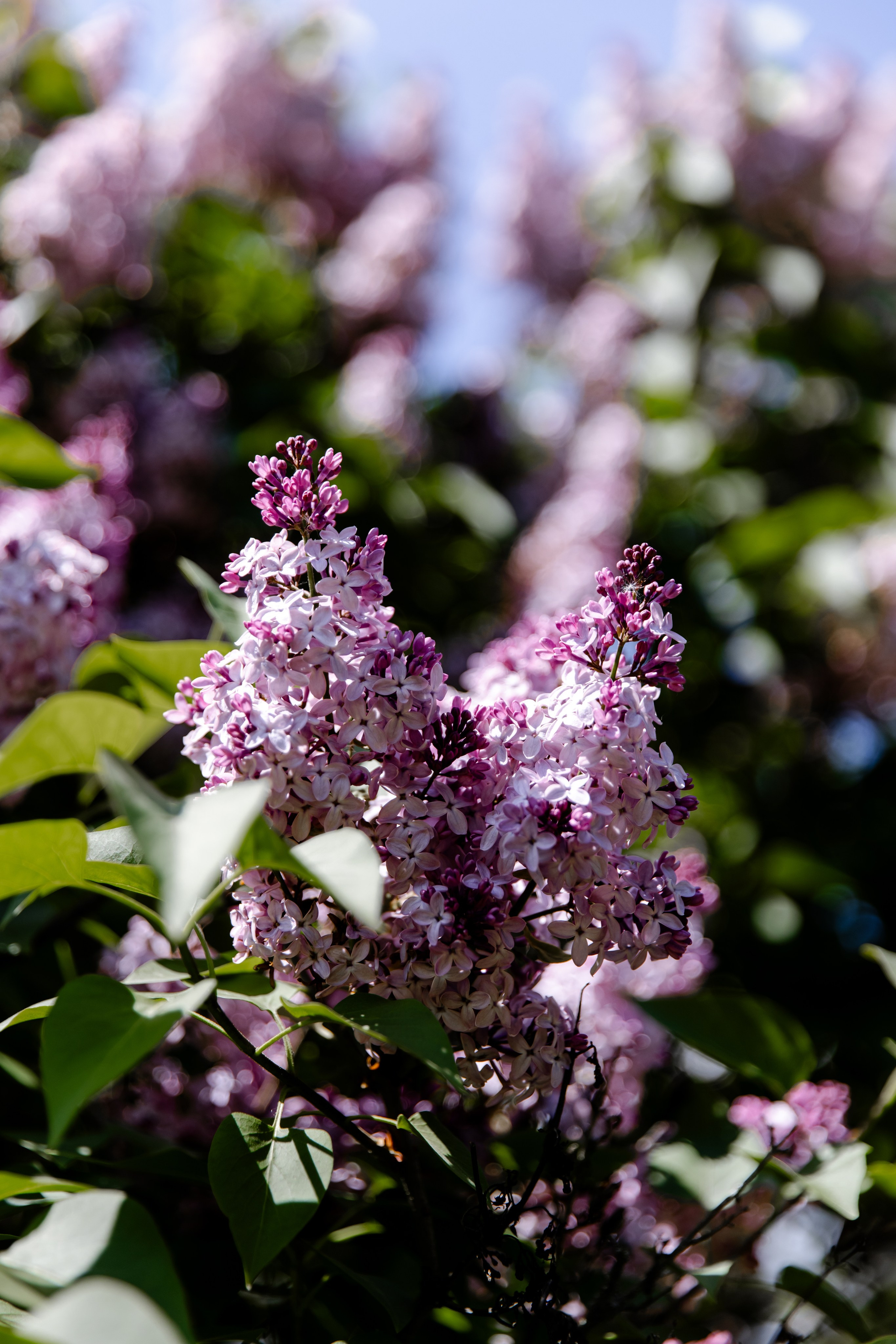 Свадебный день Паши и Светы. Свадебный фотограф Анна Бабахина