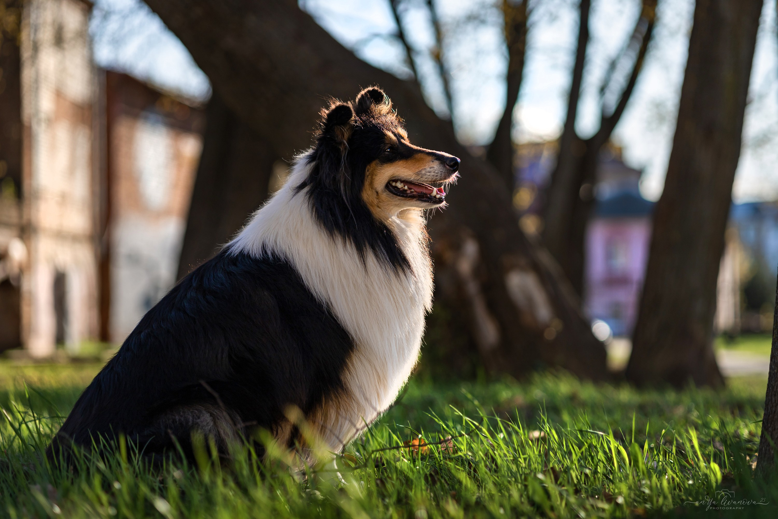 Оля и Вива. Фотограф анималист Аня Ливанова | Рыбинск