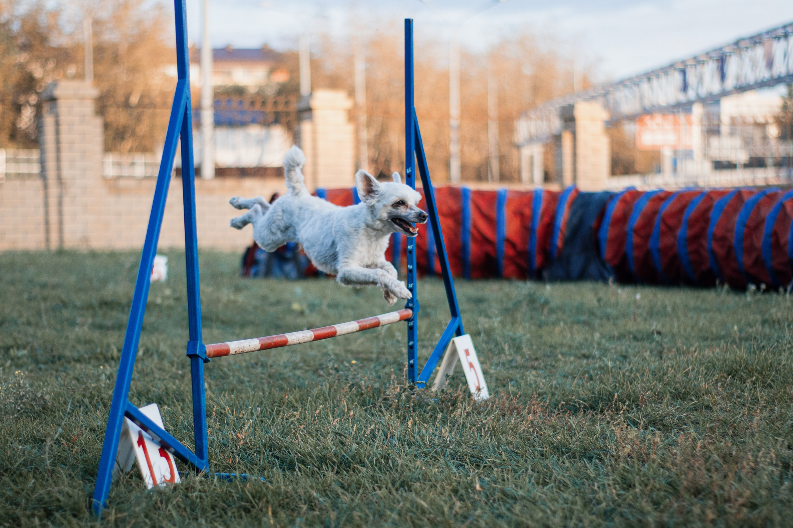 Аджилити. Фотограф в Тюмени Лизавета Сапицкая