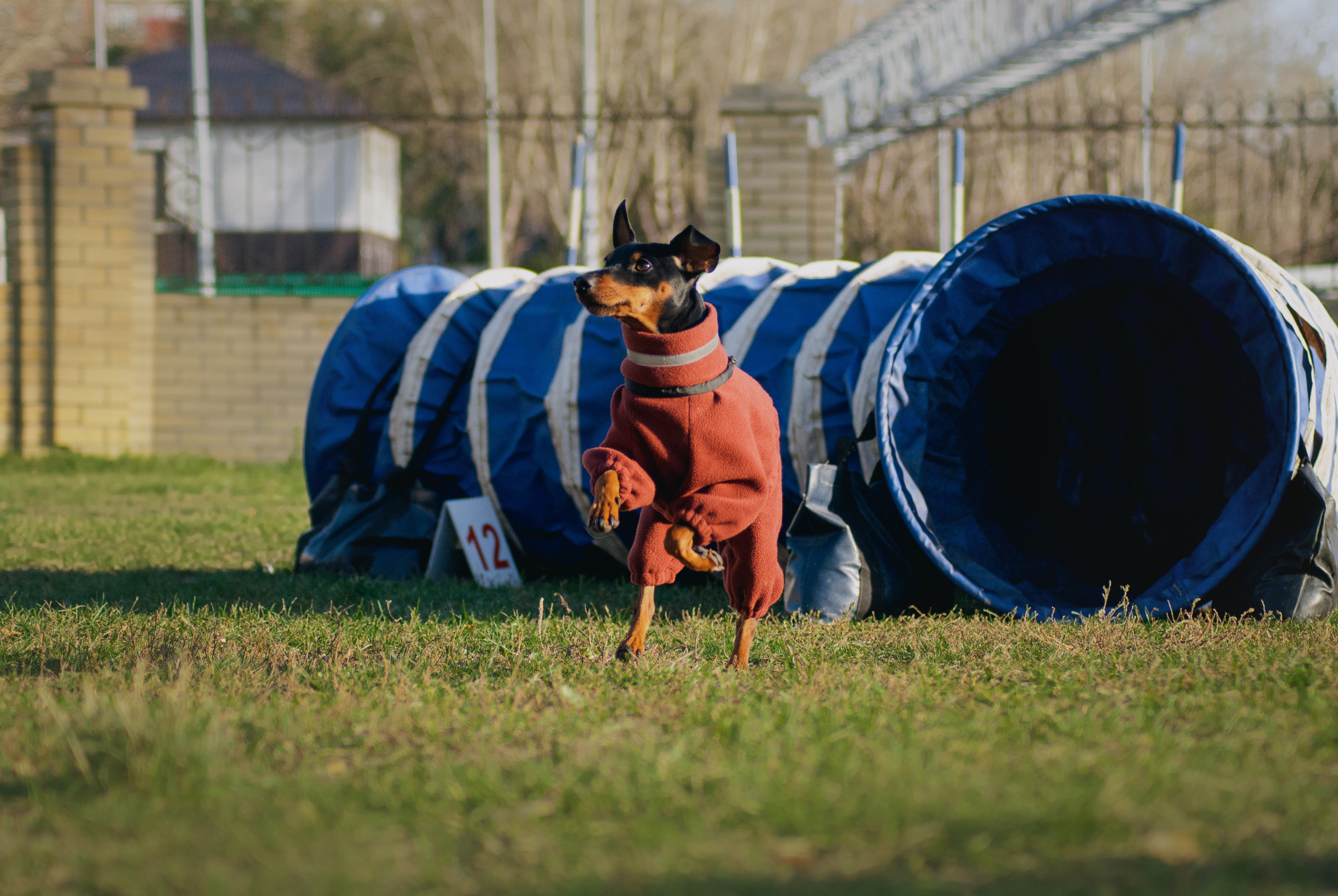 Аджилити. Фотограф в Тюмени Лизавета Сапицкая