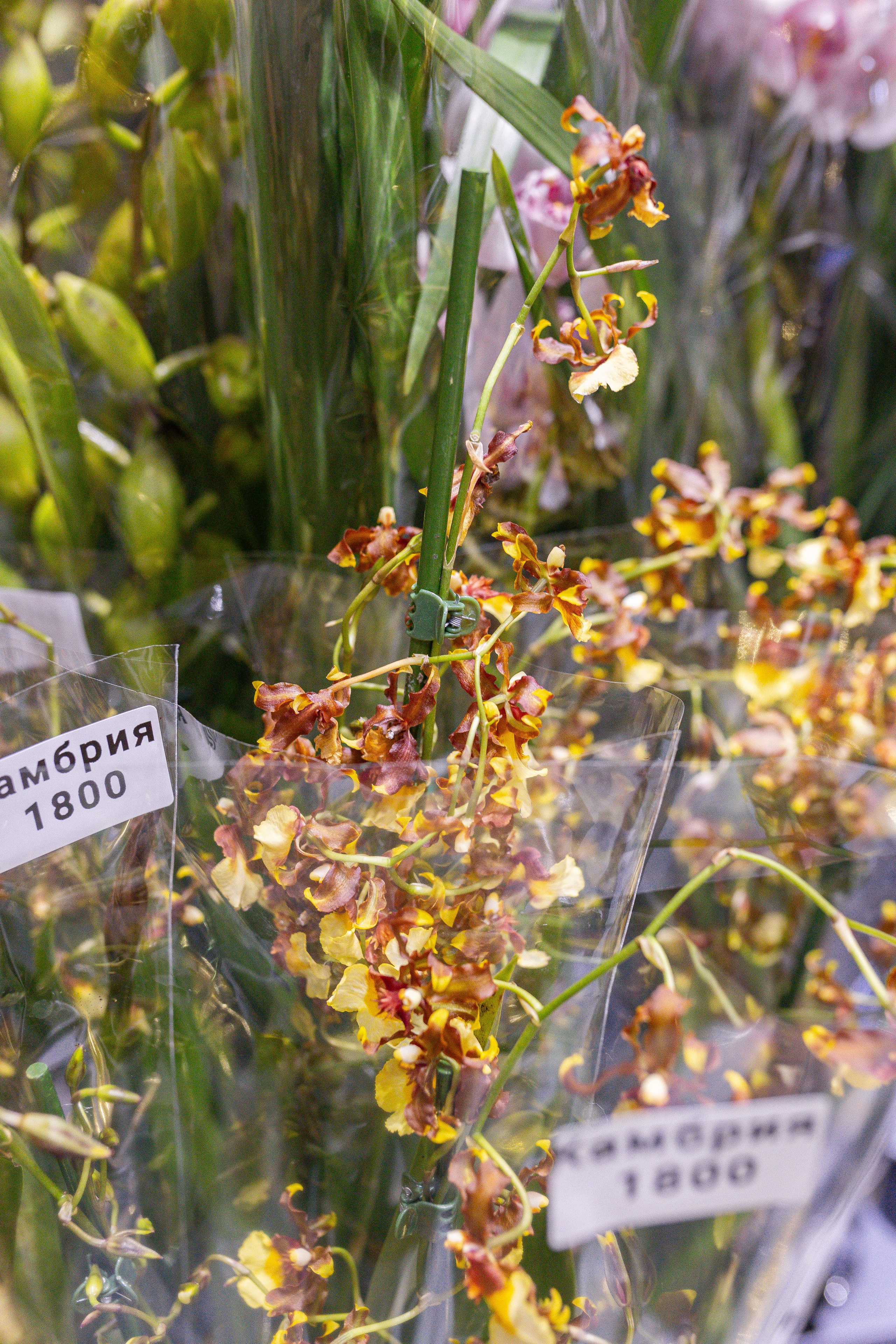 Орхидиум 12.2025. Александра Куликова фотограф, Москва