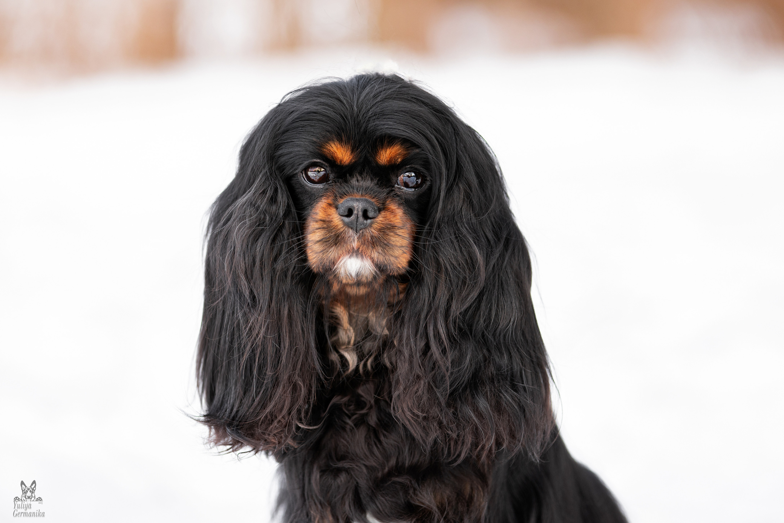 Тверь 19.03.2023. Фотограф-анималист Юлия Германика