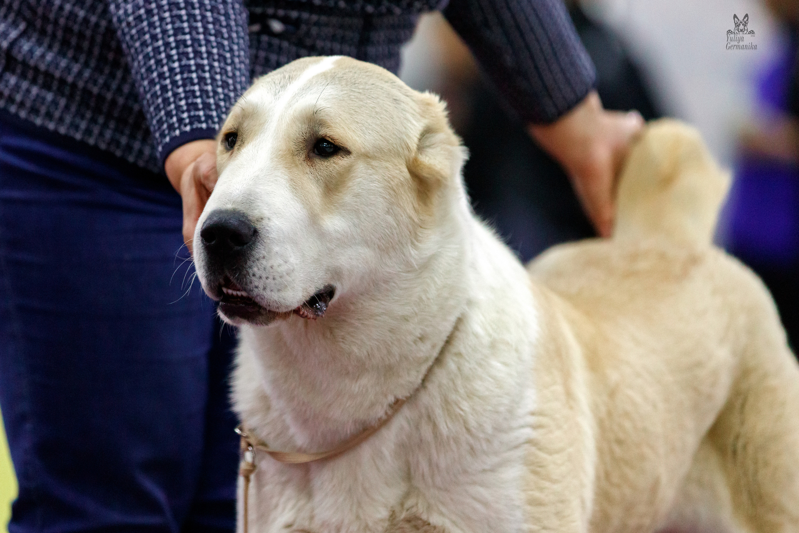 Чайна-Таун 3 и 10.12.2022. Фотограф-анималист Юлия Германика