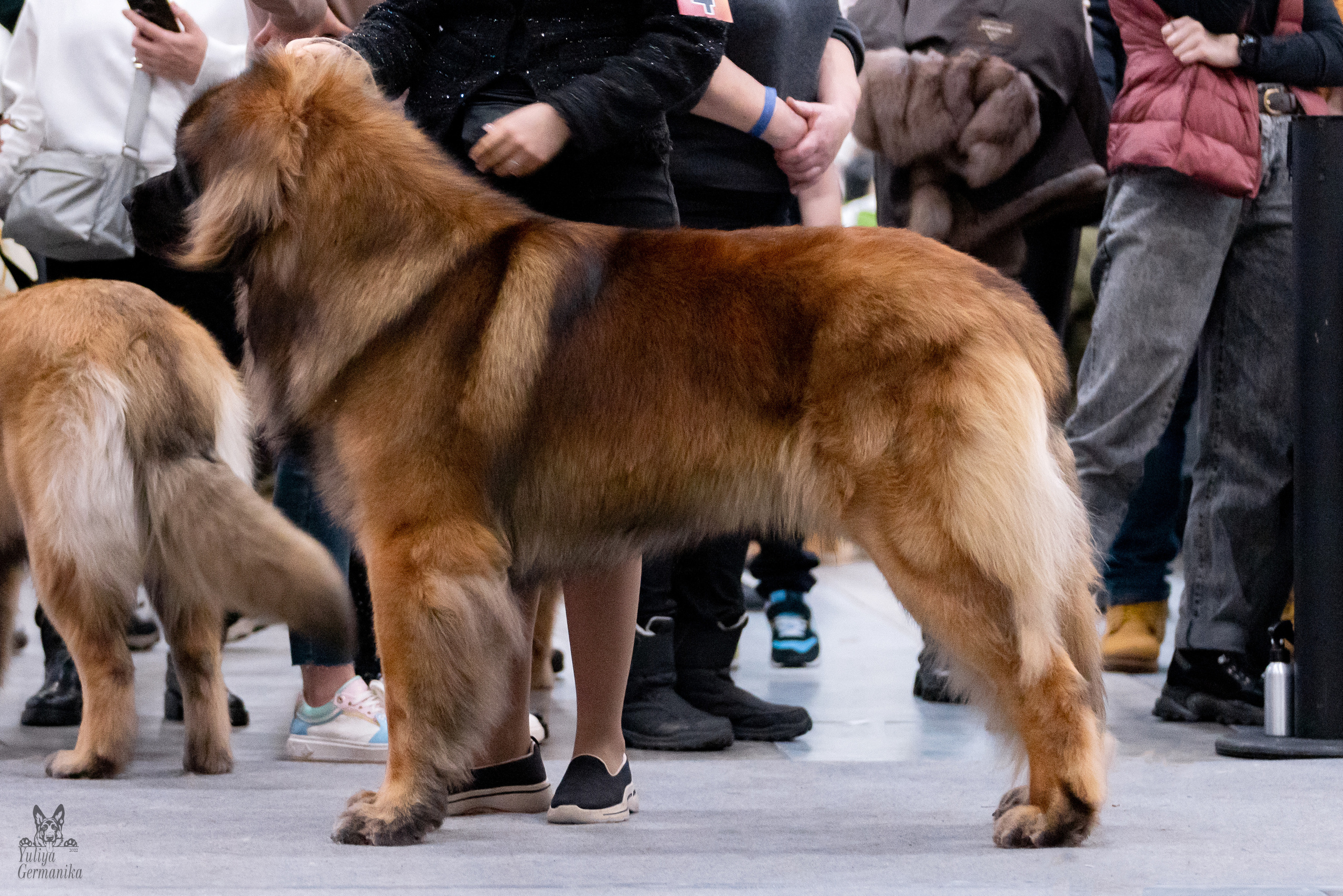 Питер 17-18.12.2022. Фотограф-анималист Юлия Германика