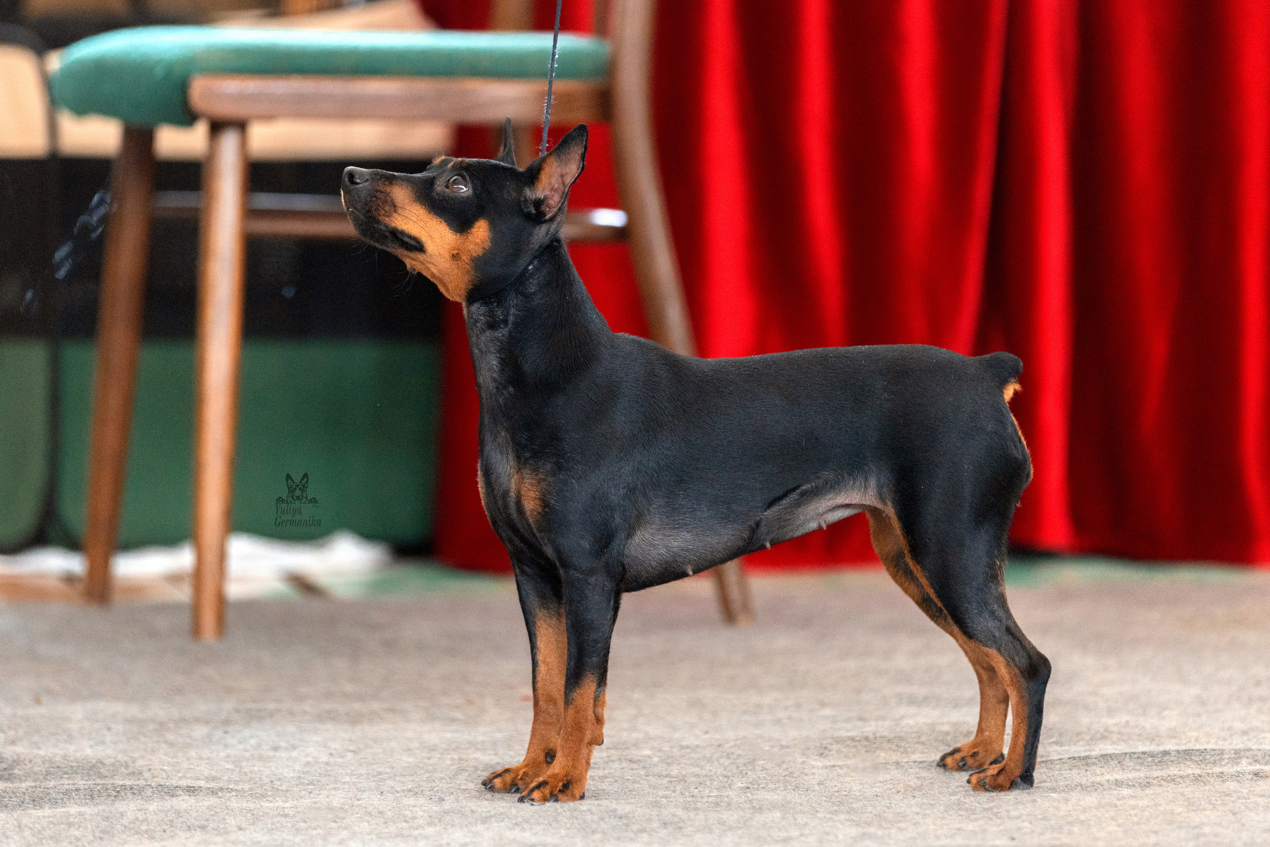 Тверь 19.03.2023. Фотограф-анималист Юлия Германика