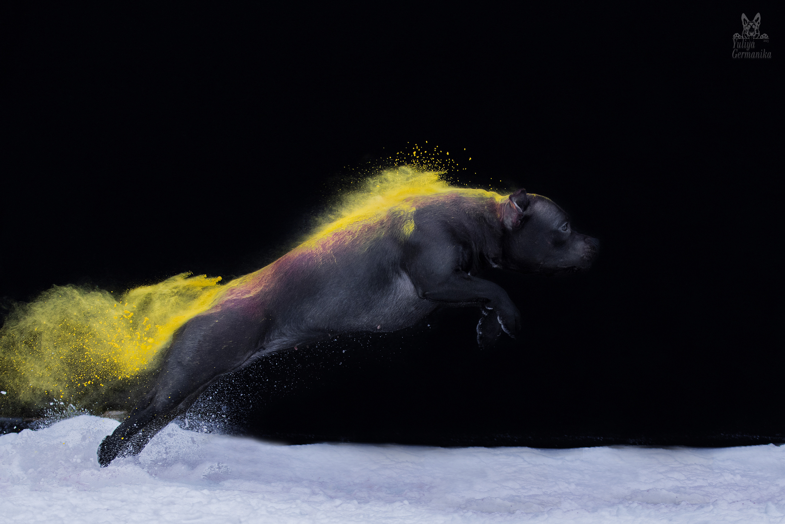 Краски Холли. Фотограф-анималист Юлия Германика