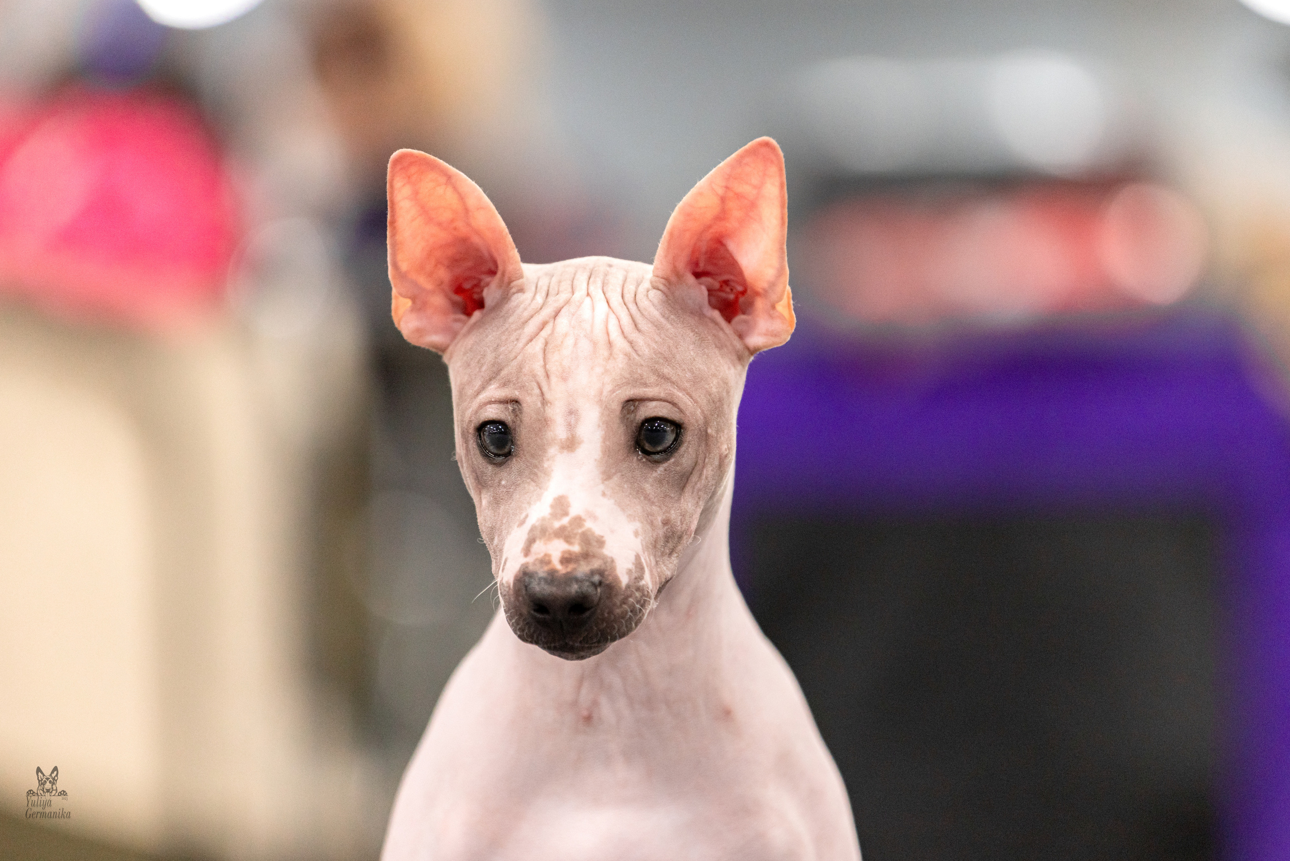 Сфера 5.03.2023. Фотограф-анималист Юлия Германика