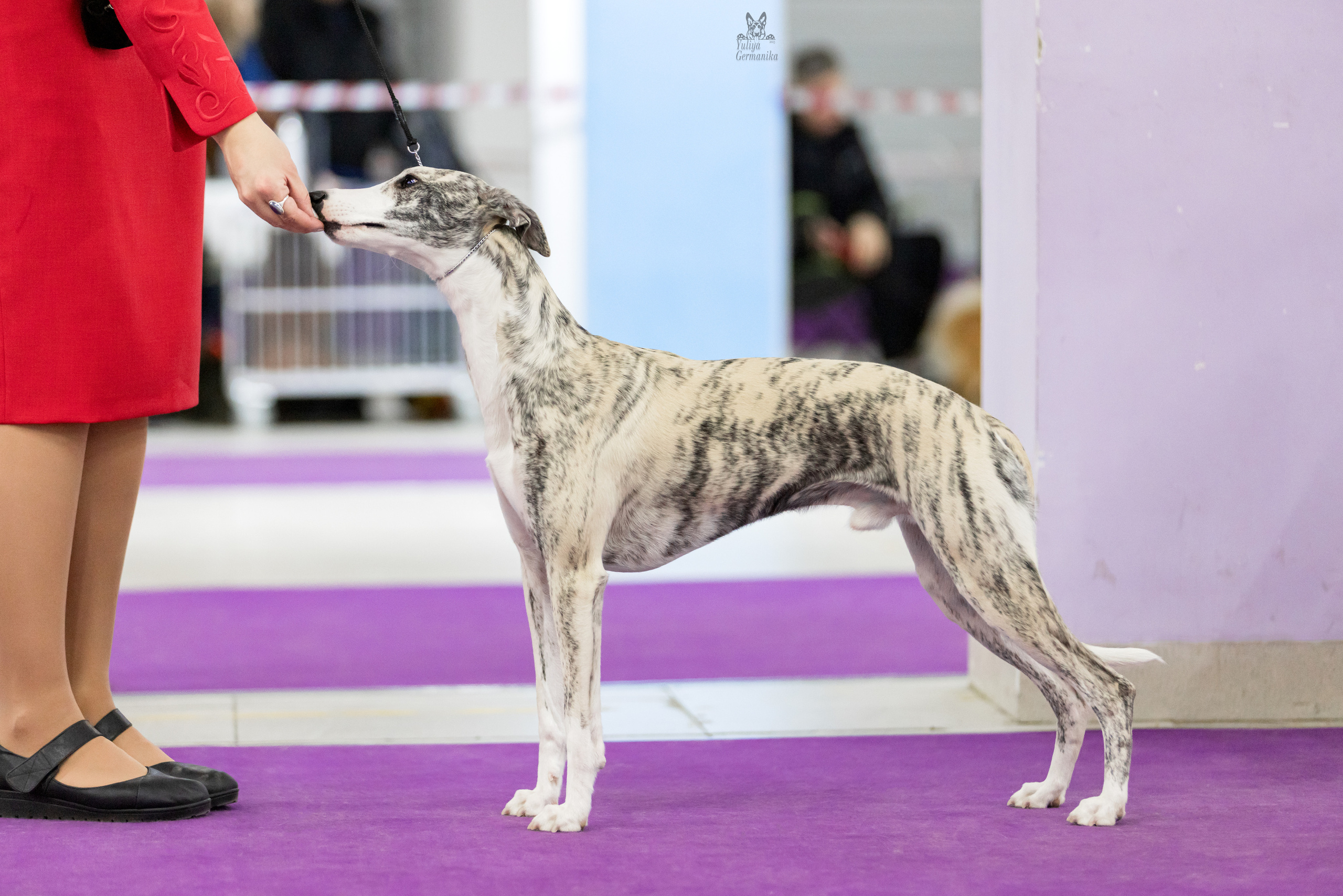 Чайна-Таун 5-8.01.2023. Фотограф-анималист Юлия Германика