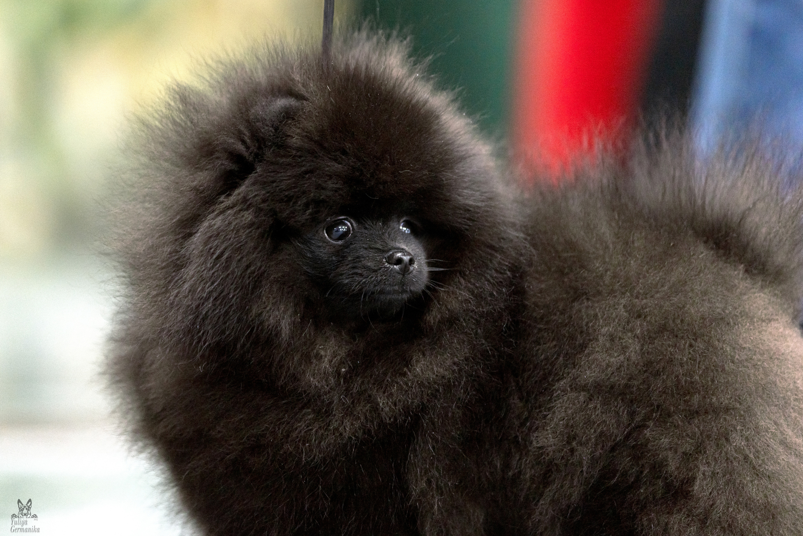 Сфера 5.03.2023. Фотограф-анималист Юлия Германика