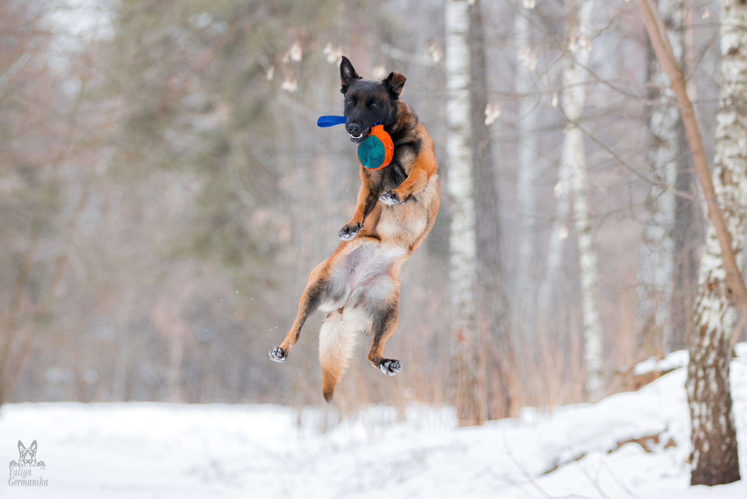 Свободная съемка. Фотограф-анималист Юлия Германика