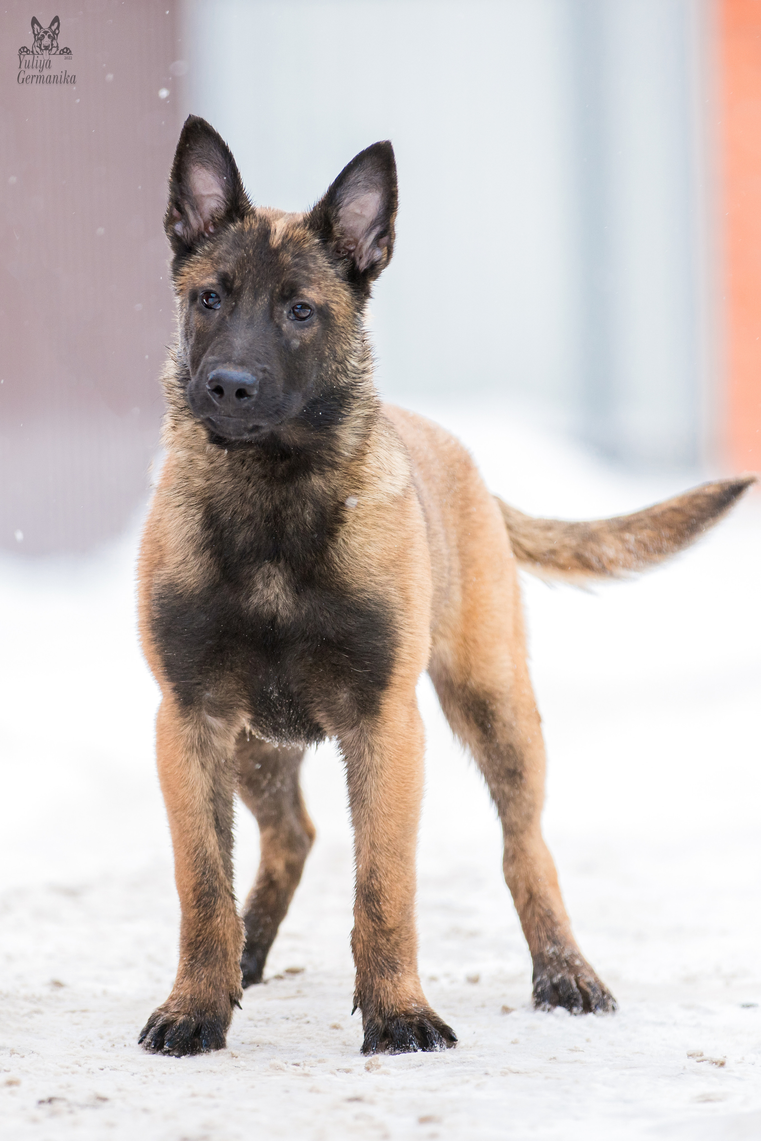 Свободная съемка. Фотограф-анималист Юлия Германика