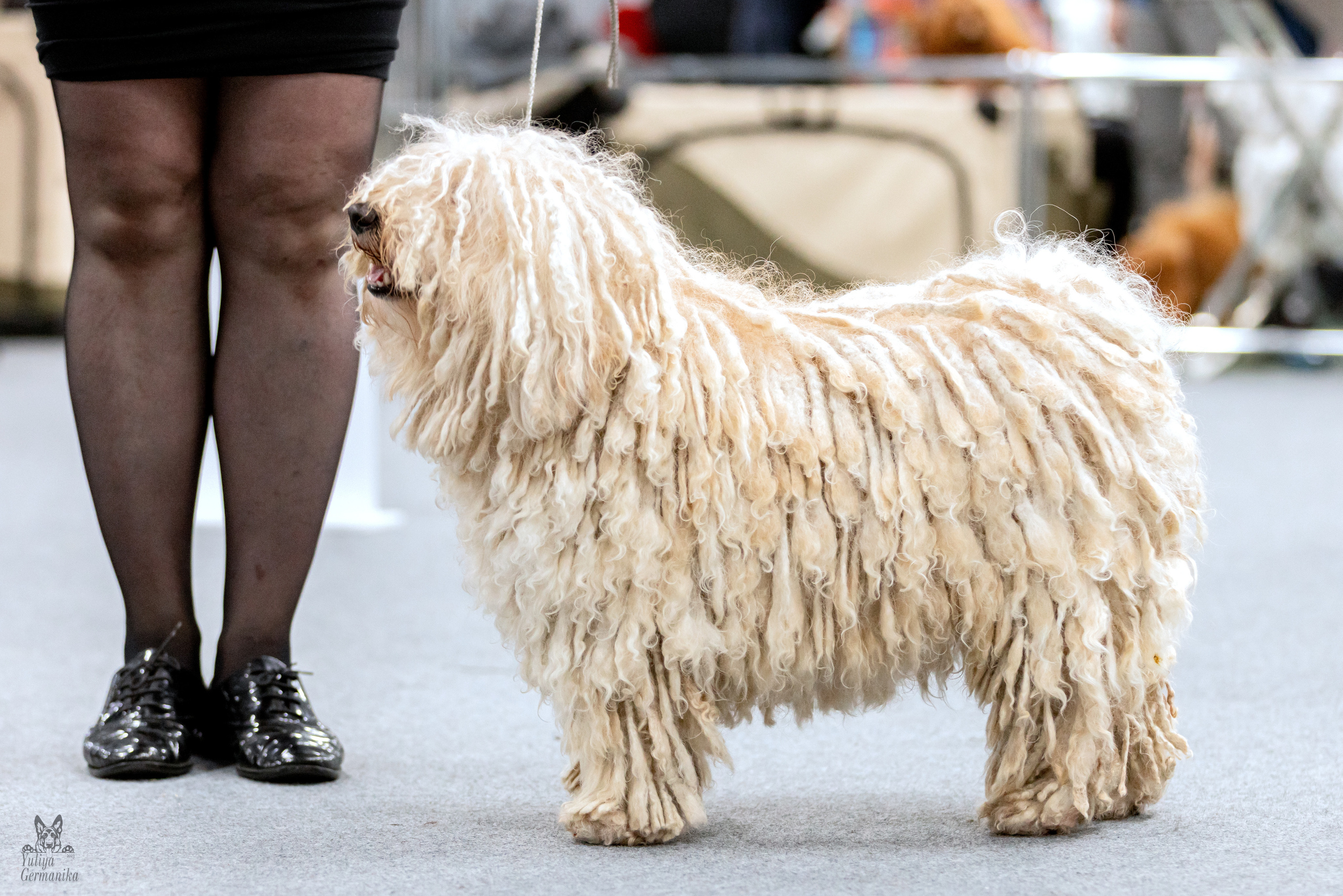 Сфера 5.03.2023. Фотограф-анималист Юлия Германика