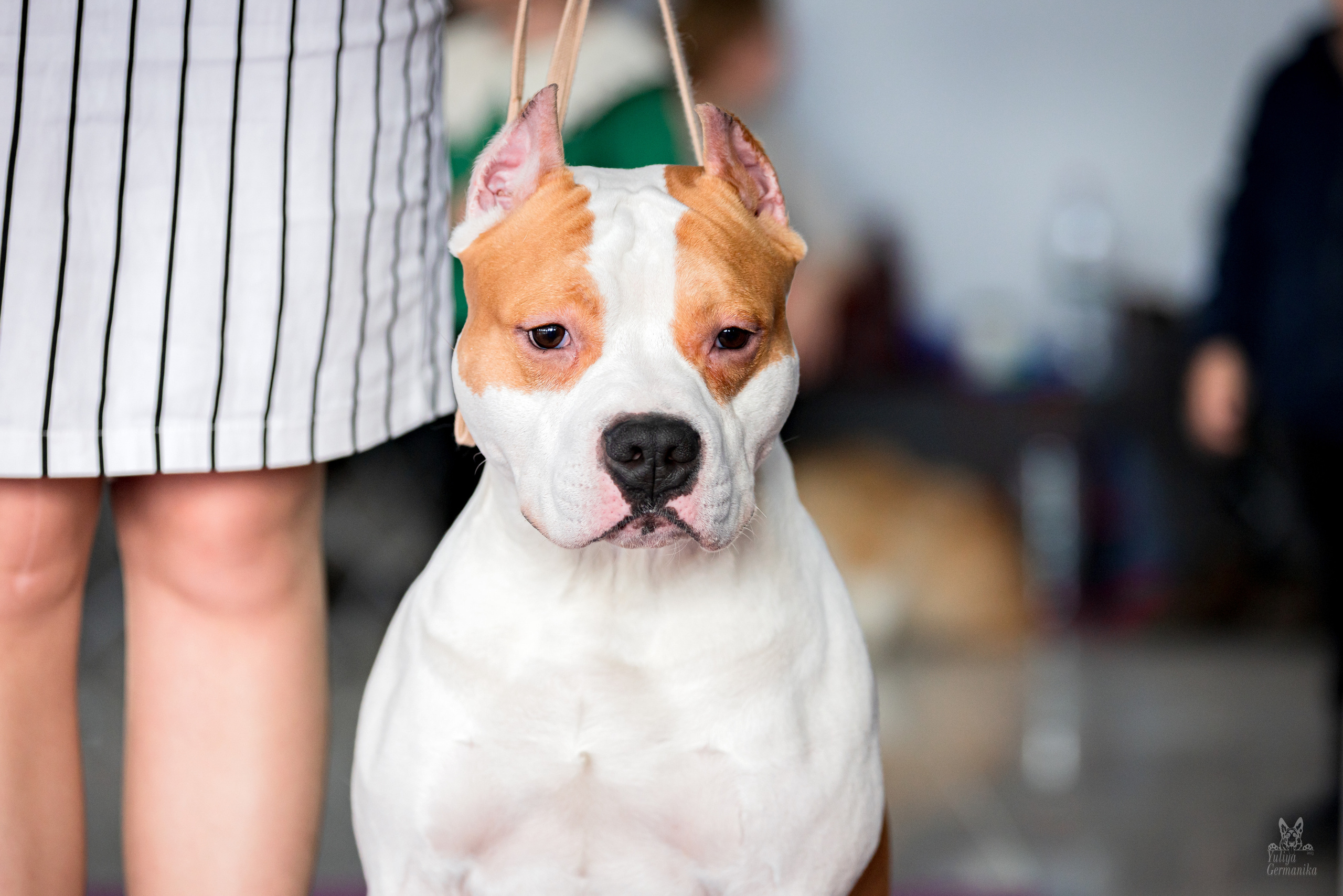 Можайский двор 11-12.02.2023. Фотограф-анималист Юлия Германика