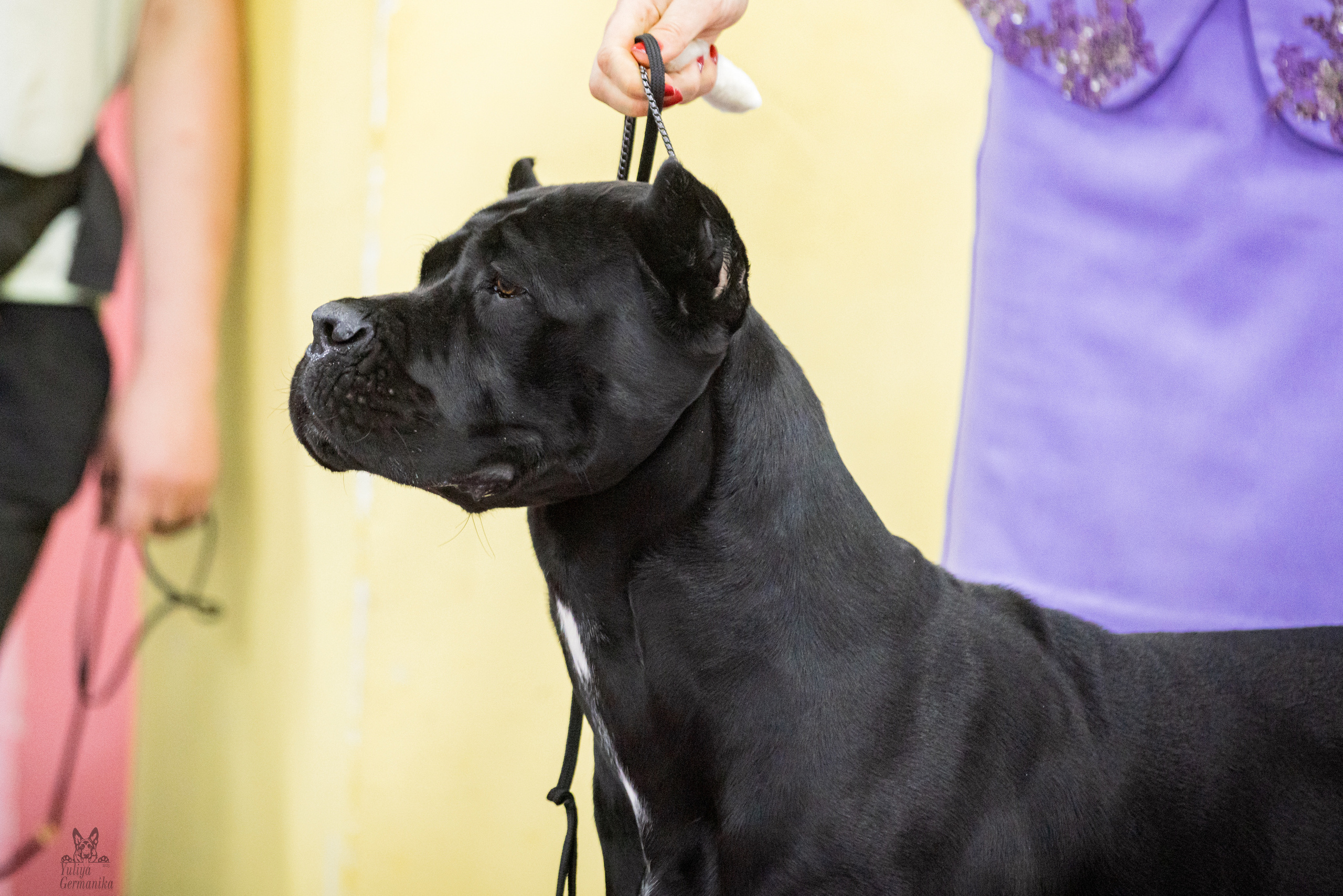 Чайна-Таун 4-5.02.2023. Фотограф-анималист Юлия Германика