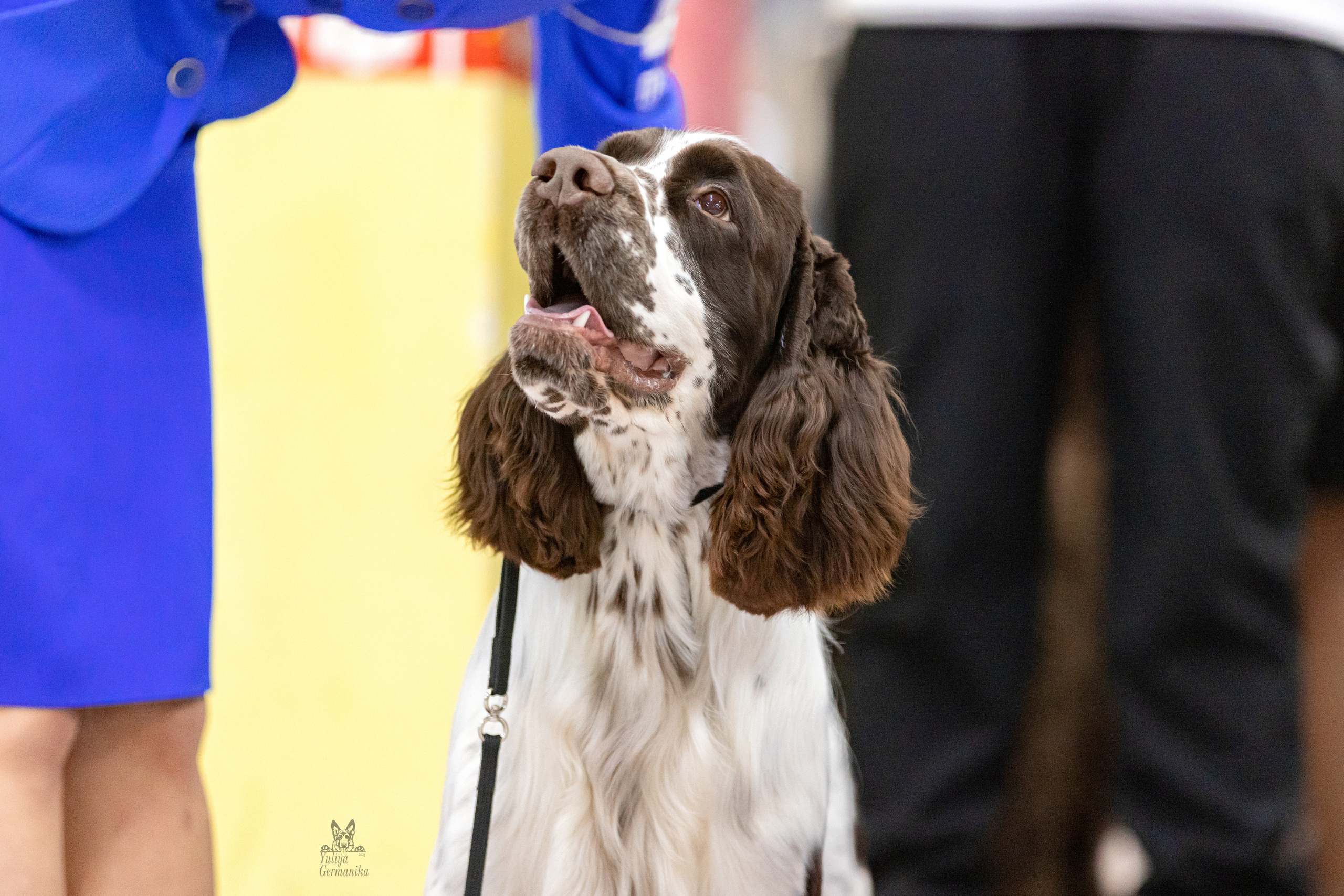 Чайна-Таун 15,21 и 22.01.2023. Фотограф-анималист Юлия Германика