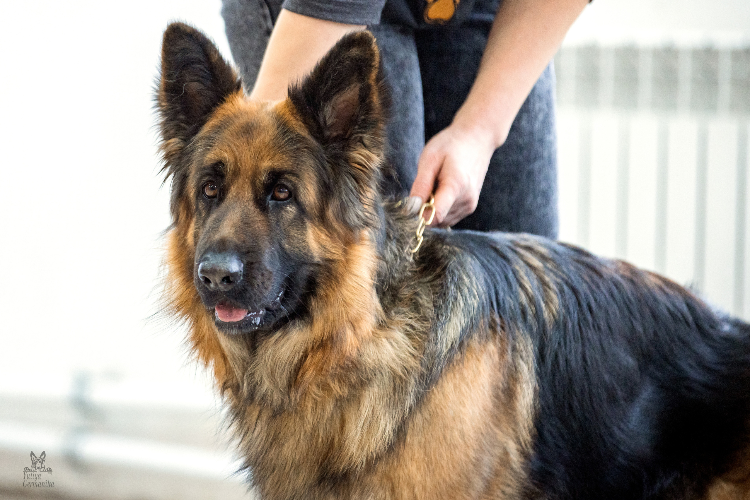 Тверь 19.02.2023. Фотограф-анималист Юлия Германика