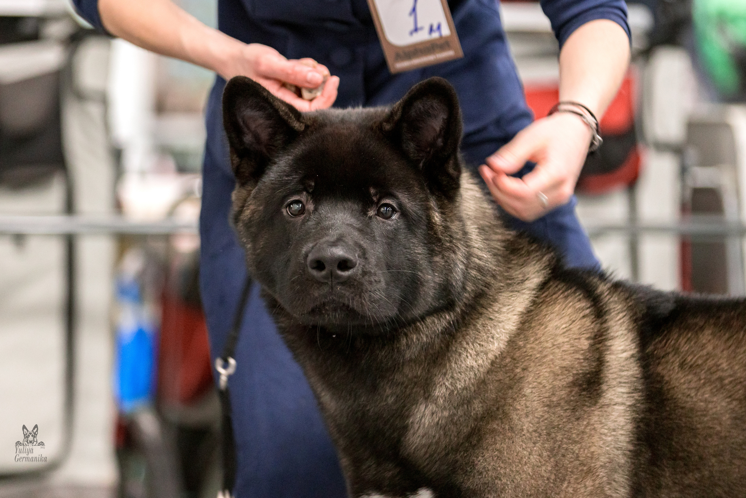 Сфера 5.03.2023. Фотограф-анималист Юлия Германика