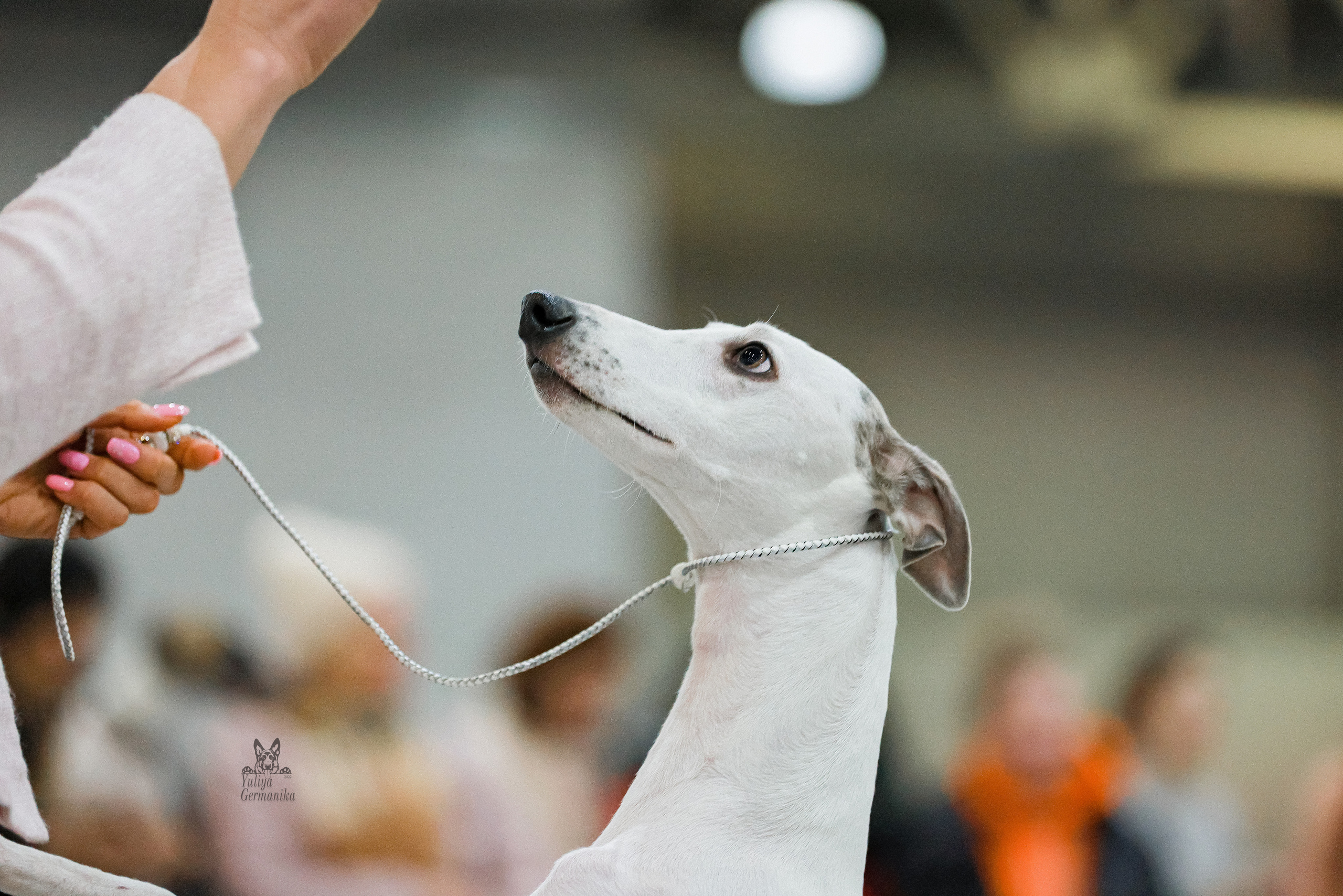 Россия 2020-2022 26-27.11.2022. Фотограф-анималист Юлия Германика