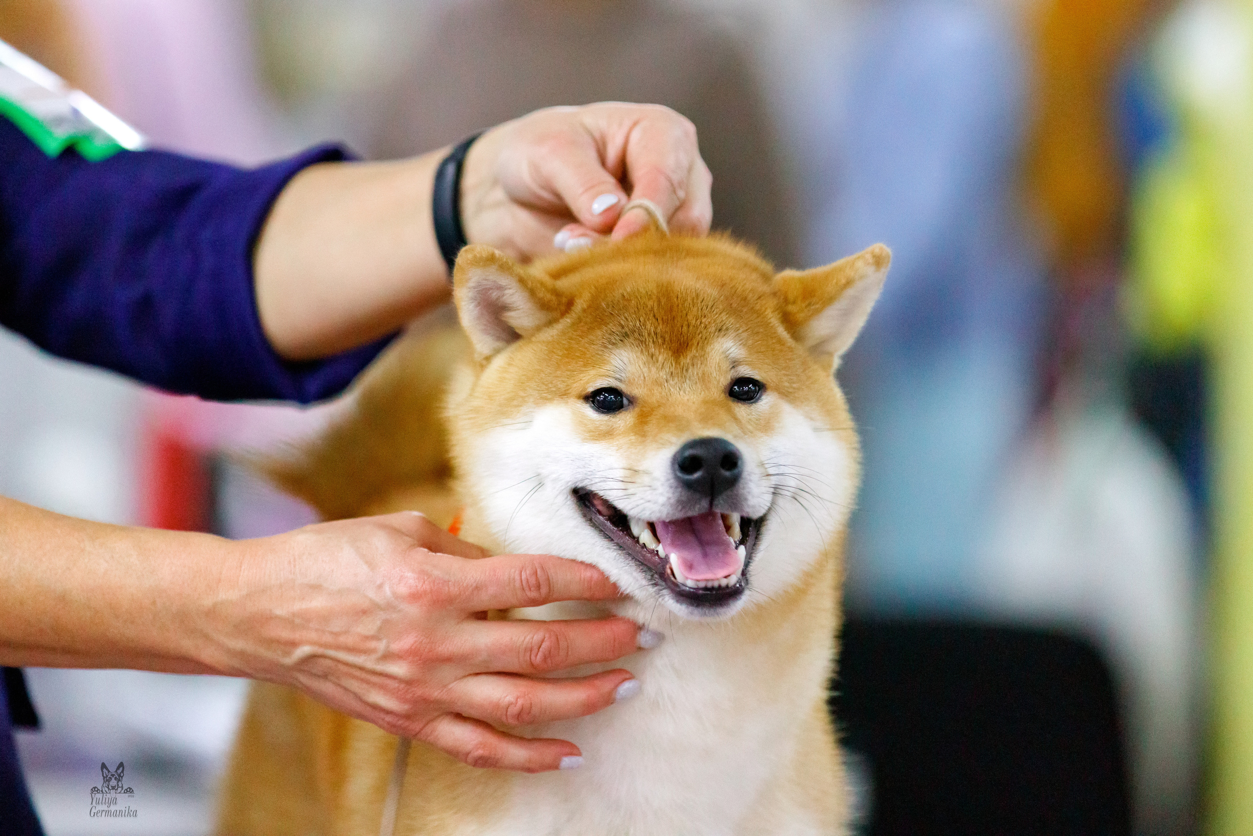 Чайна-Таун 3 и 10.12.2022. Фотограф-анималист Юлия Германика