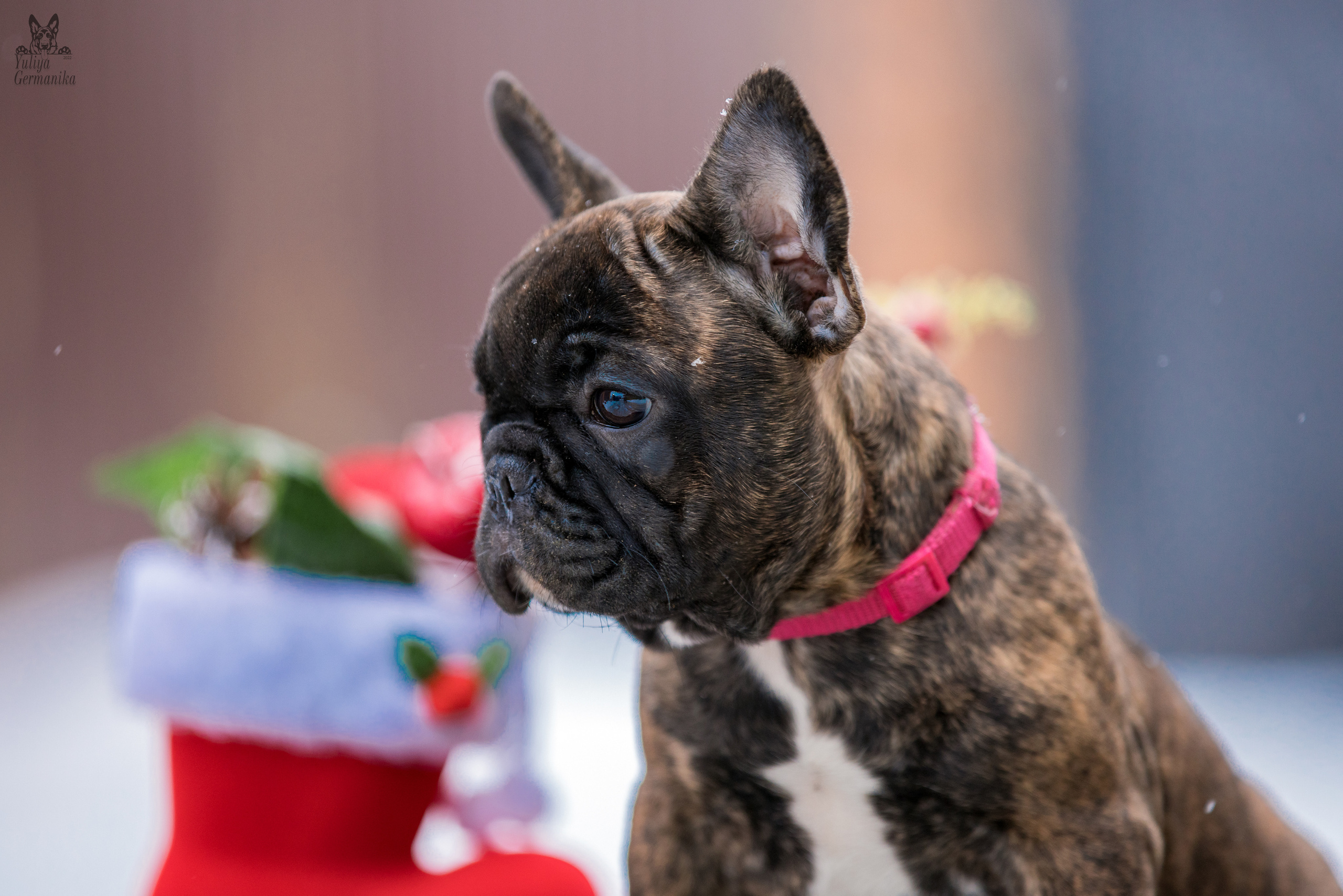 Съёмки щенков и котят. Фотограф-анималист Юлия Германика