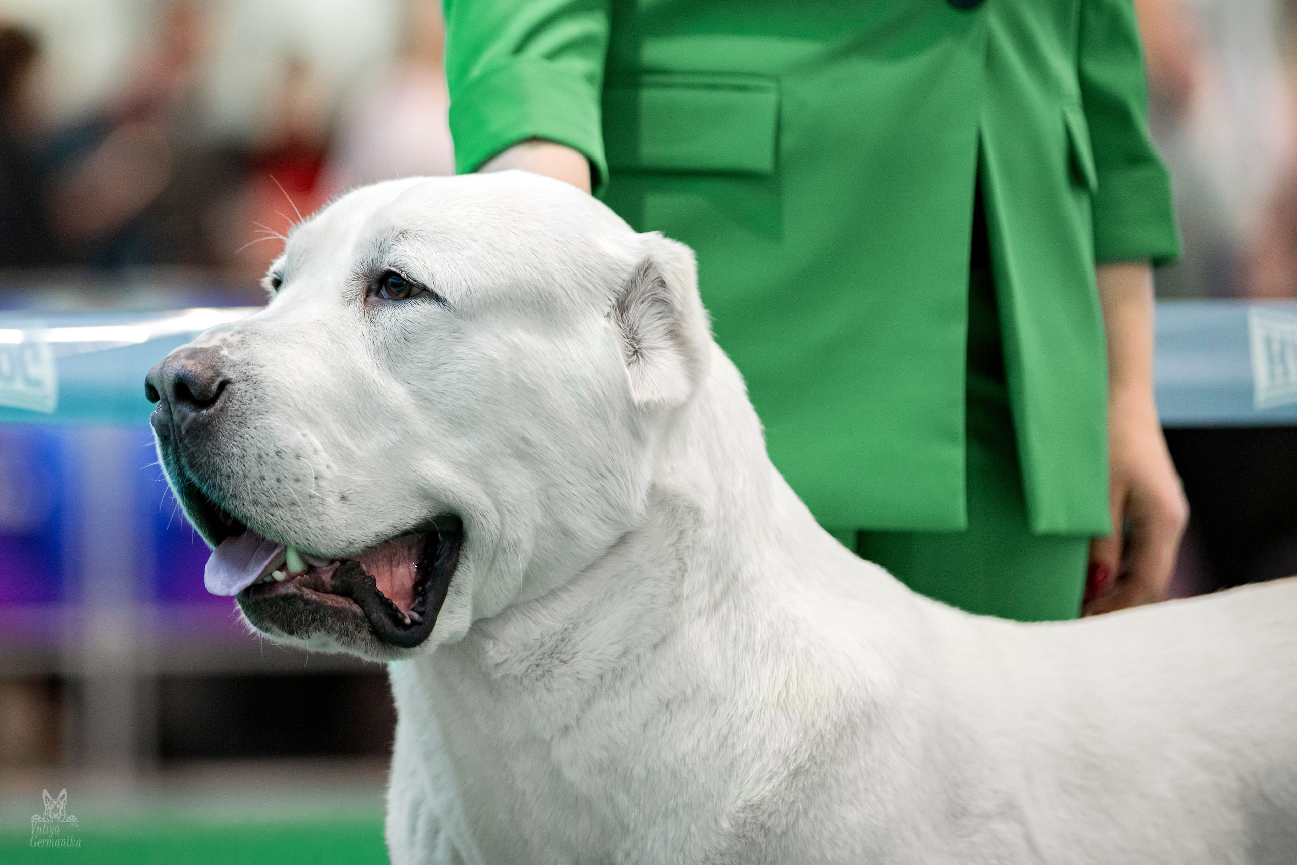 Минск 25-26.02.2023. Фотограф-анималист Юлия Германика