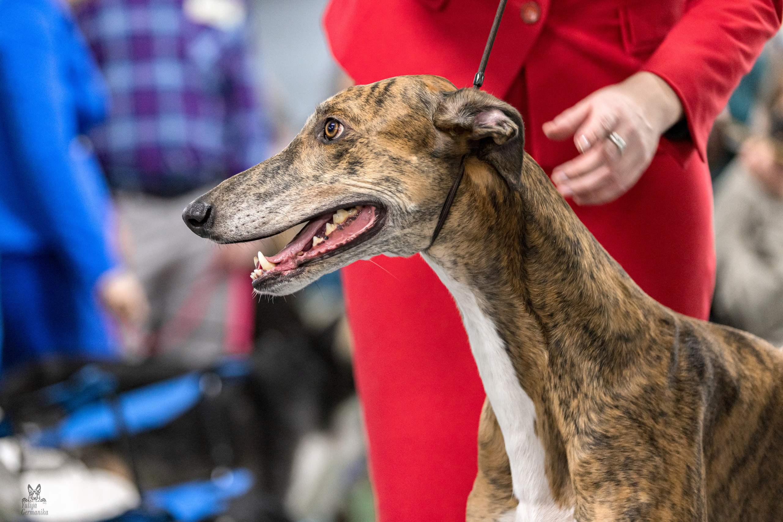 Сфера 5.03.2023. Фотограф-анималист Юлия Германика