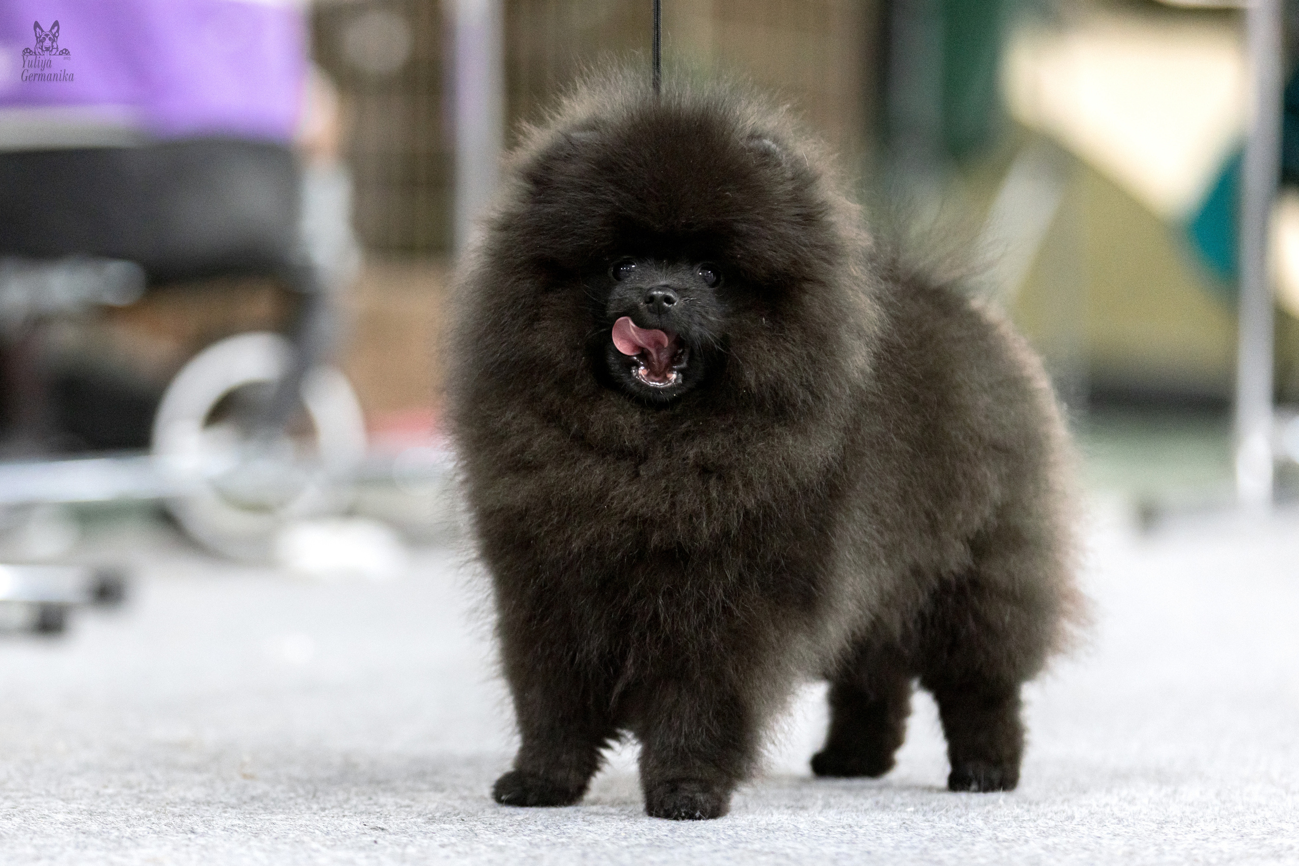 Сфера 5.03.2023. Фотограф-анималист Юлия Германика