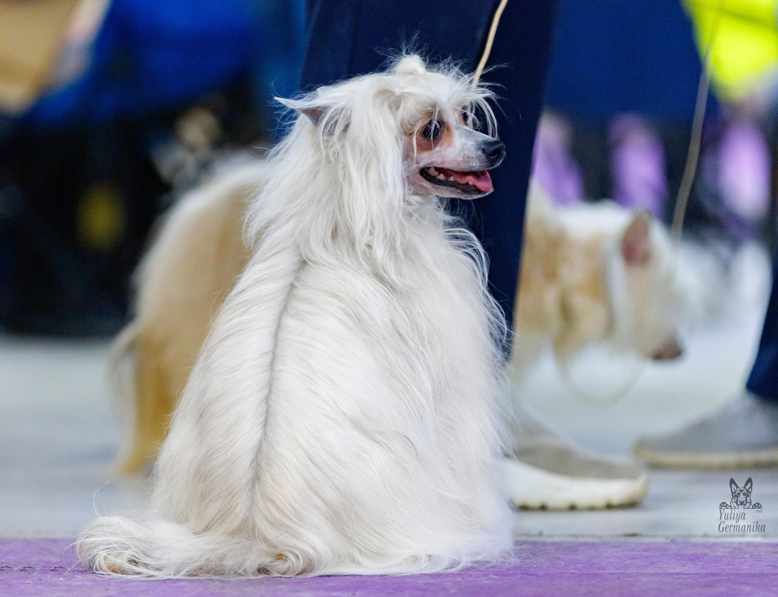 Чайна-Таун 3 и 10.12.2022. Фотограф-анималист Юлия Германика