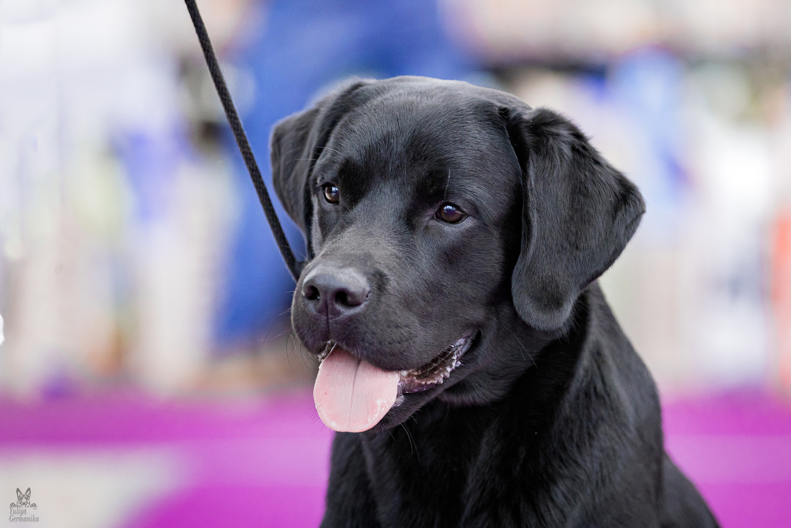 Можайский двор 11-12.02.2023. Фотограф-анималист Юлия Германика