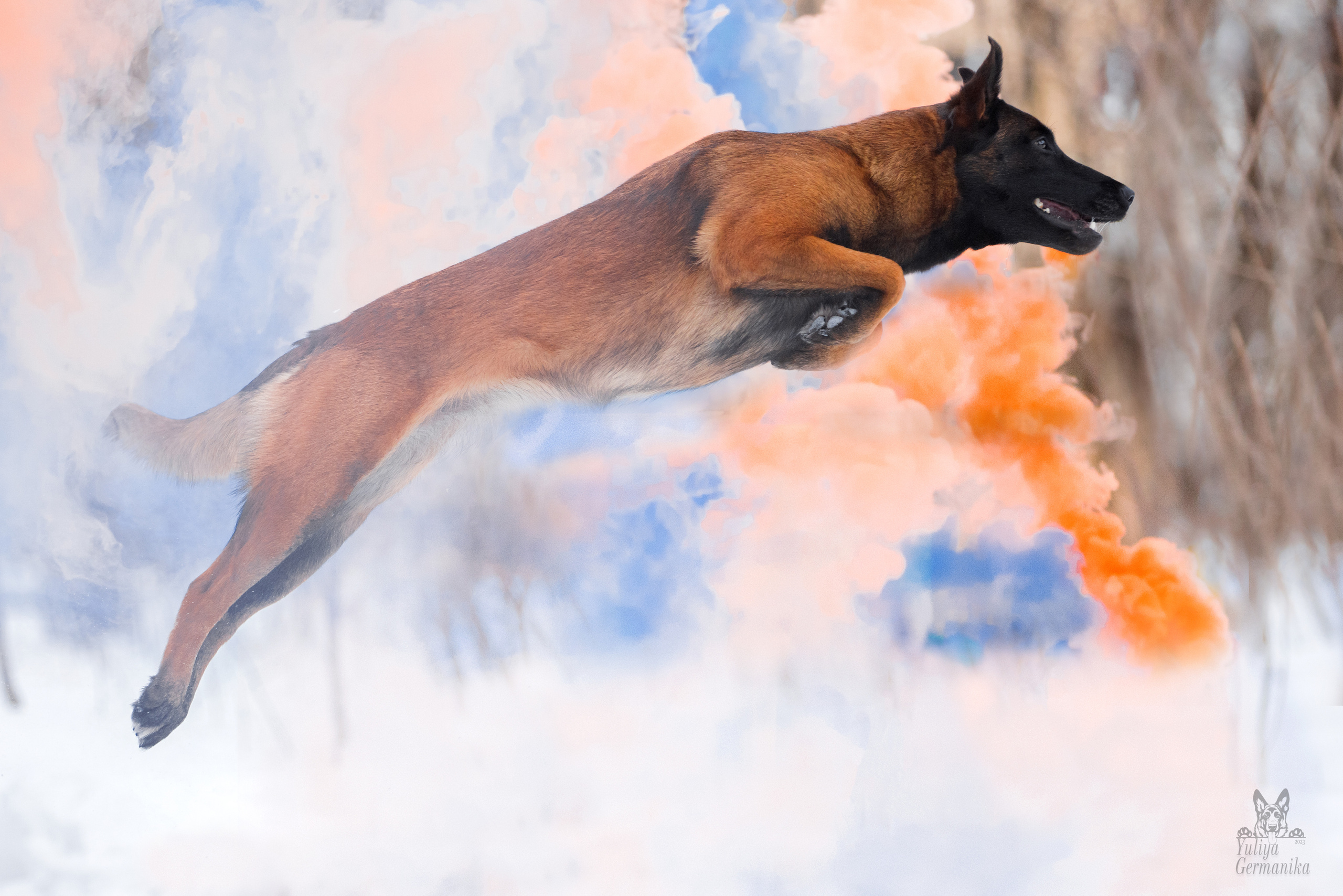 Краски Холли. Фотограф-анималист Юлия Германика