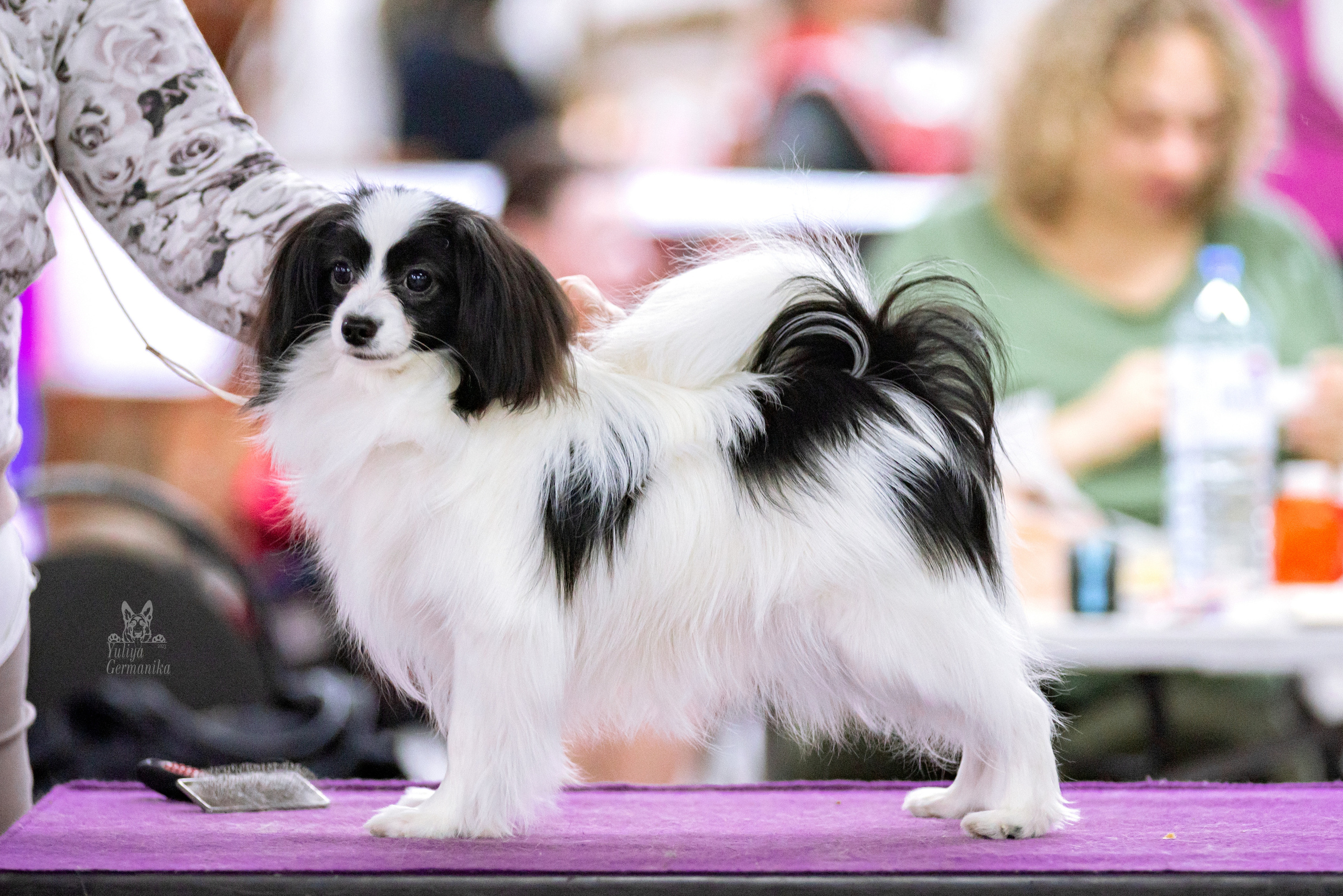 Чайна-Таун 15,21 и 22.01.2023. Фотограф-анималист Юлия Германика