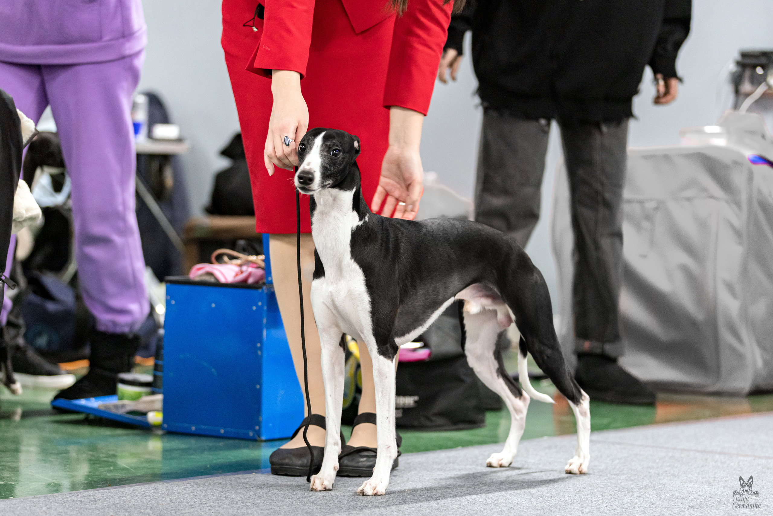 Сфера 5.03.2023. Фотограф-анималист Юлия Германика