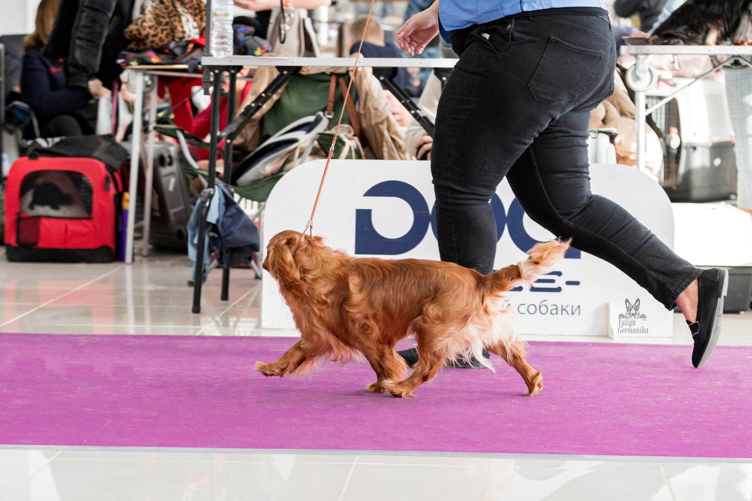 Можайский двор 11-12.02.2023. Фотограф-анималист Юлия Германика