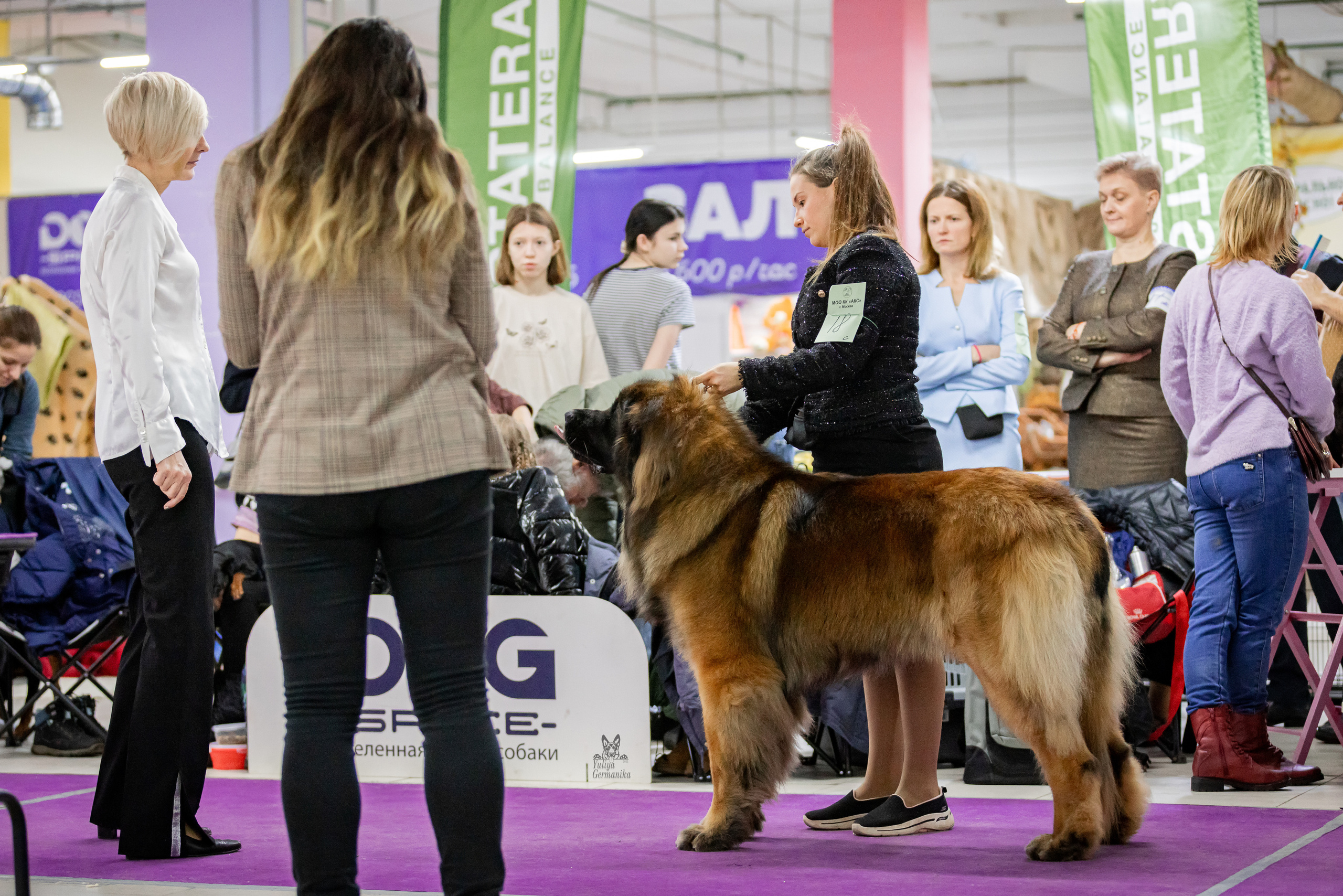 Чайна-Таун 24-25.12.2022. Фотограф-анималист Юлия Германика