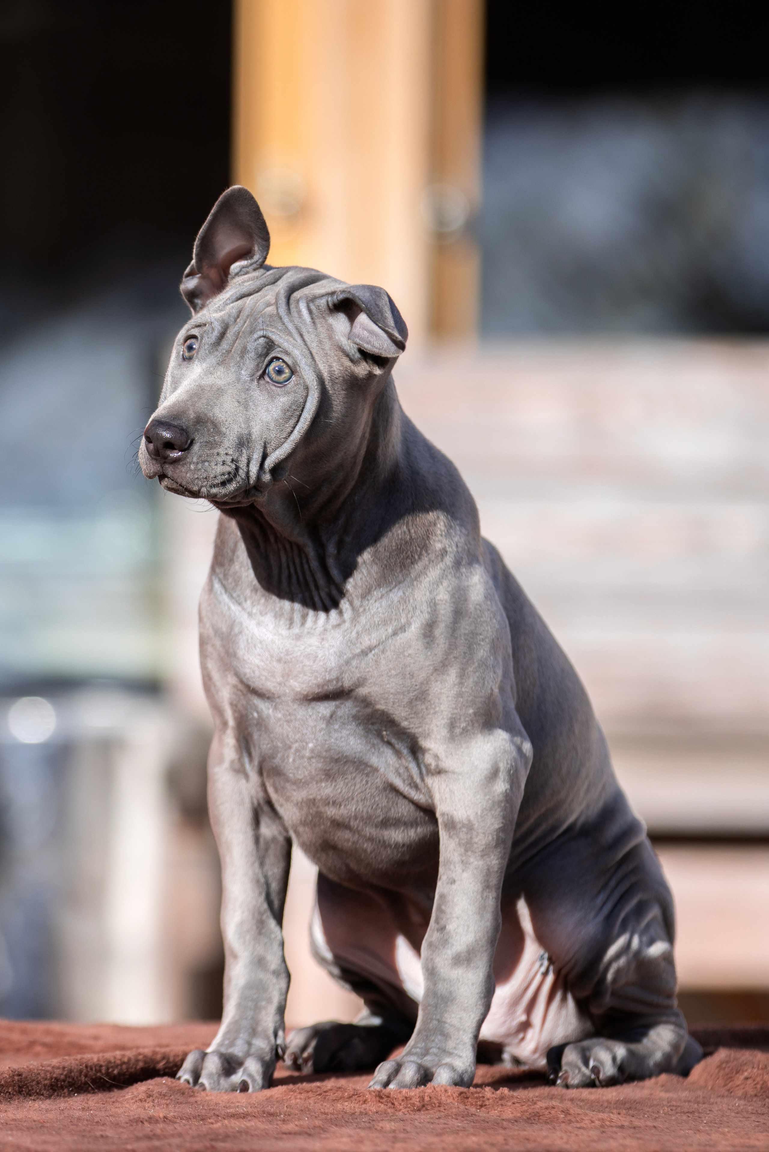 Съёмки щенков и котят. Фотограф-анималист Юлия Германика