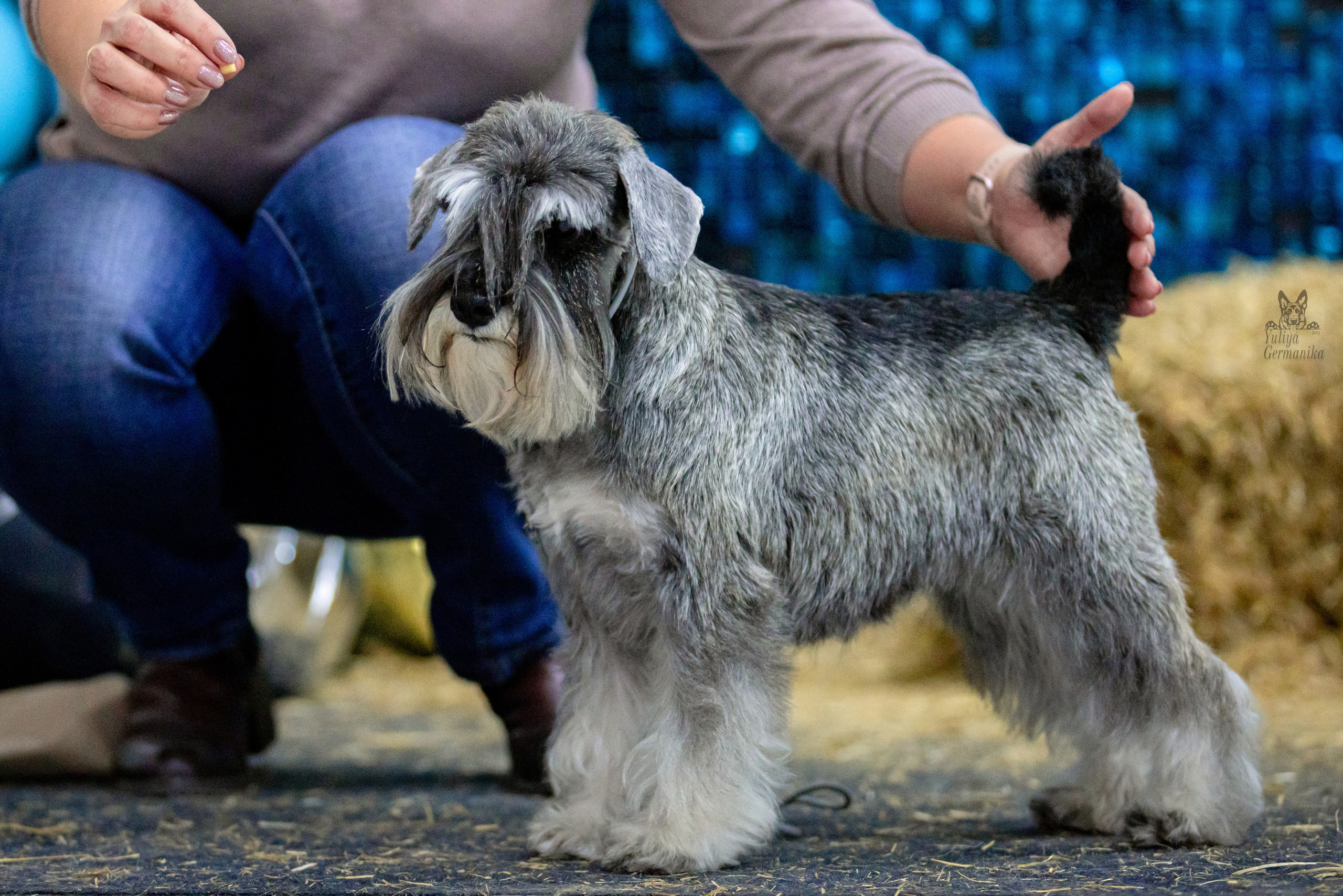 Чайна-Таун 4-5.02.2023. Фотограф-анималист Юлия Германика