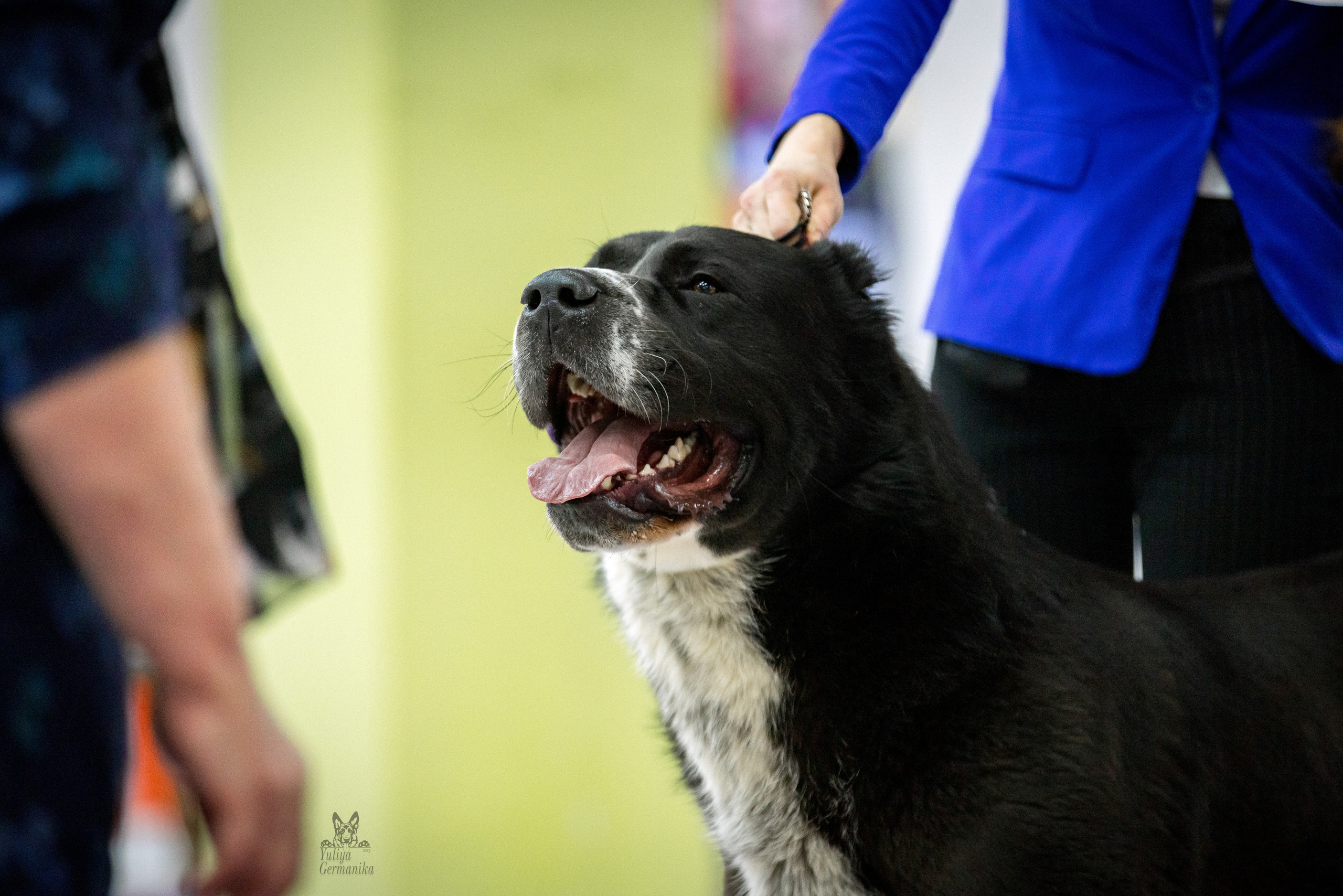 Чайна-Таун 5-8.01.2023. Фотограф-анималист Юлия Германика